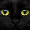 Fototapete Katze Tier Augen M1013