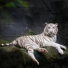 Fototapete Weißer Tiger sitzt in der Höhle M1027
