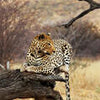 Fototapete Leopard Ast Savanne M4813