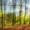 Fototapete Sonne Natur Bäume M5669