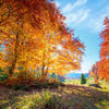 Fototapete Herbst Lichtung Bäume M5686