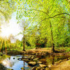 Fototapete Wald im Sommer mit Bach und Sonne M5751