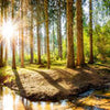 Fototapete Sonnenschein im Wald mit Bach M5752