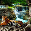 Fototapete liegender Tiger Dschungel M6537