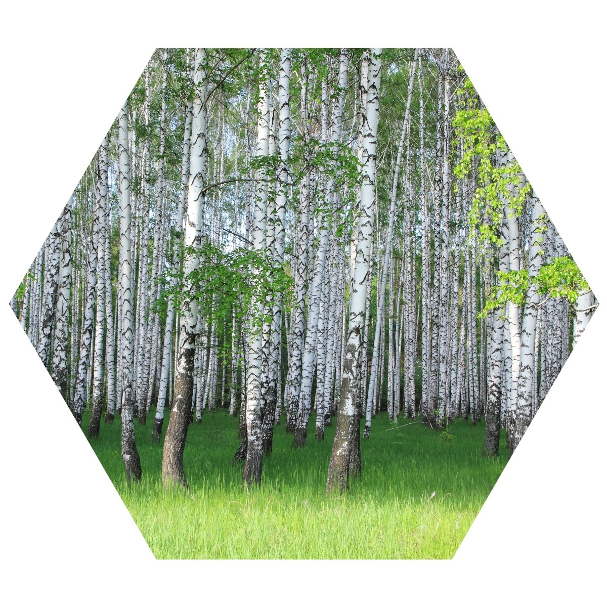 Hexagon-Fototapete Birkenhain im Frühling M0005 - Bild 11 Hexagon-Fototapete Birkenhain im Frühling M0005 - Bild 11