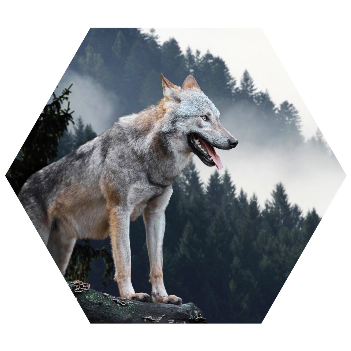 Hexagon-Fototapete Wolf im Wald M0013 - Bild 11