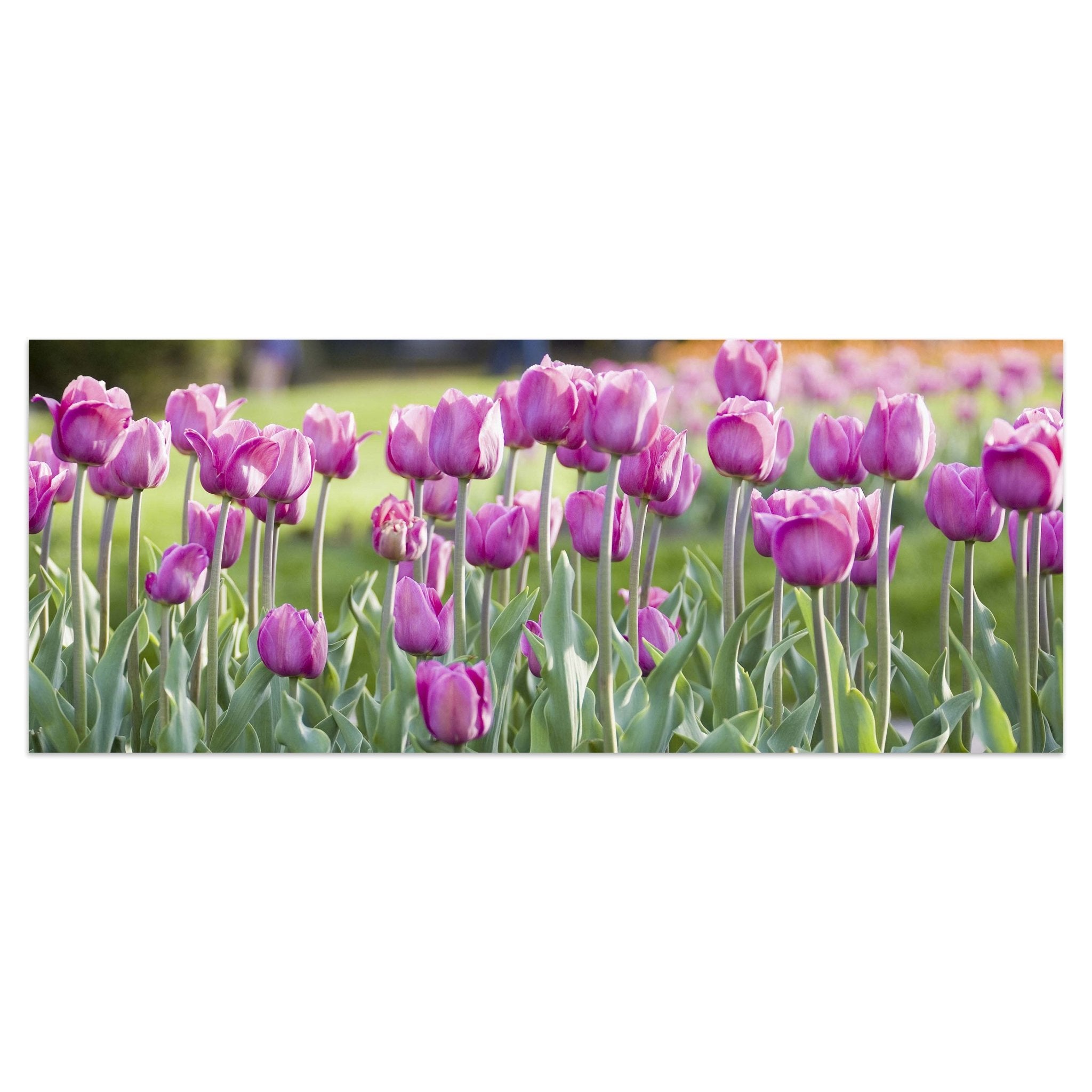 Leinwandbild Pinke Tulpen M0016 kaufen - Bild 1
