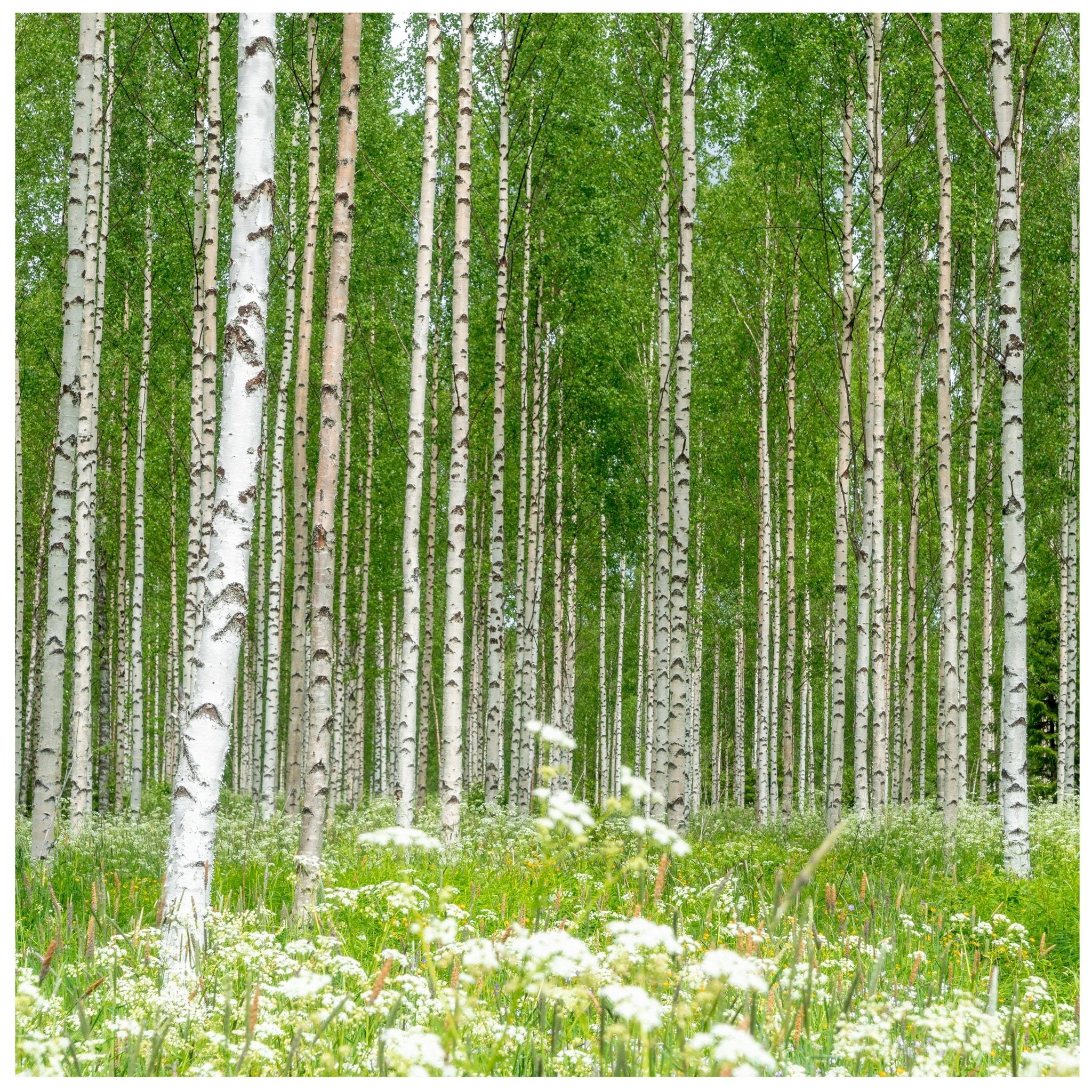 Quadratische Fototapete Birkenwald mit Blumenwiese M0024 - Bild 11 Quadratische Fototapete Birkenwald mit Blumenwiese M0024 - Bild 11
