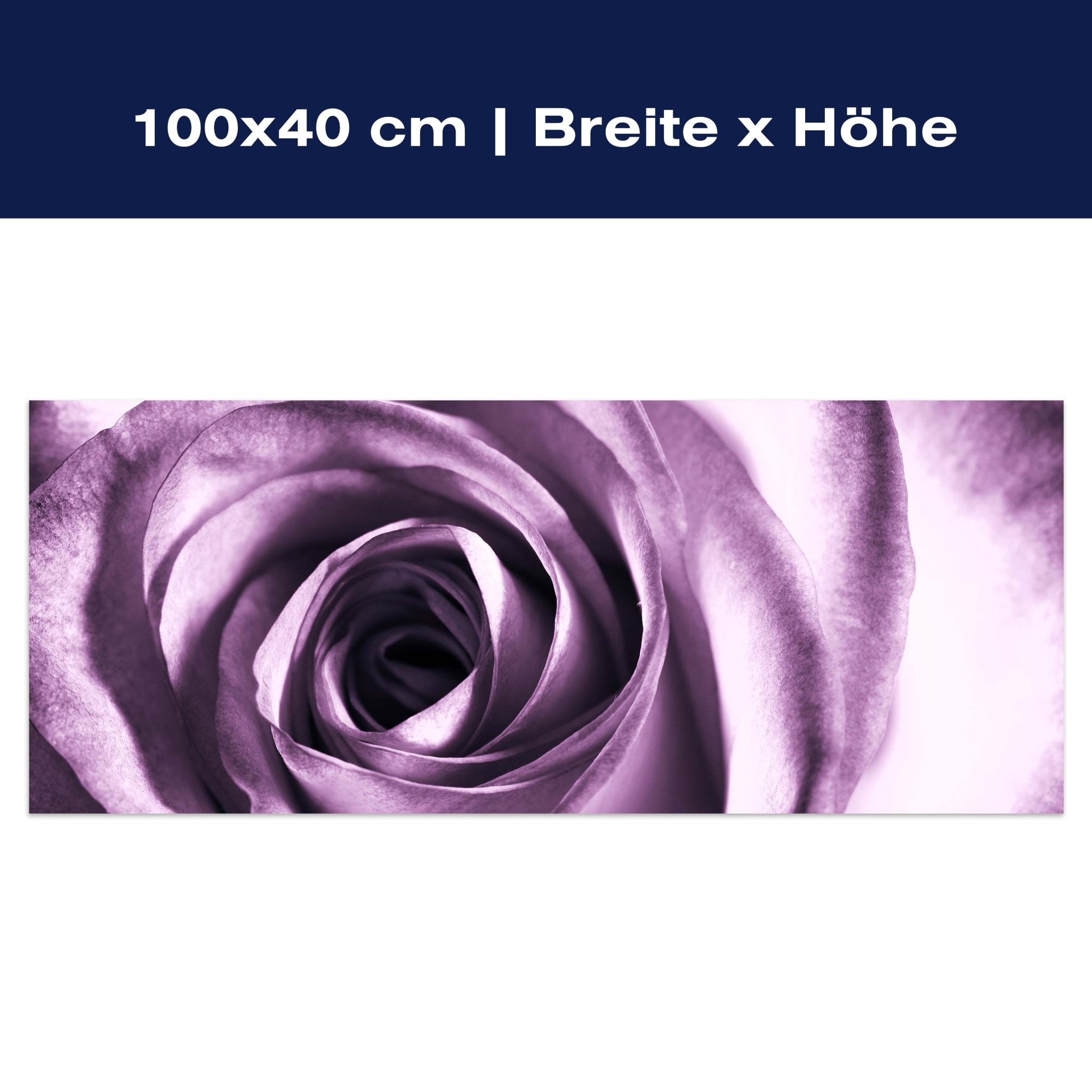 Leinwandbild violette Rose M0051 Leinwandbild violette Rose M0051