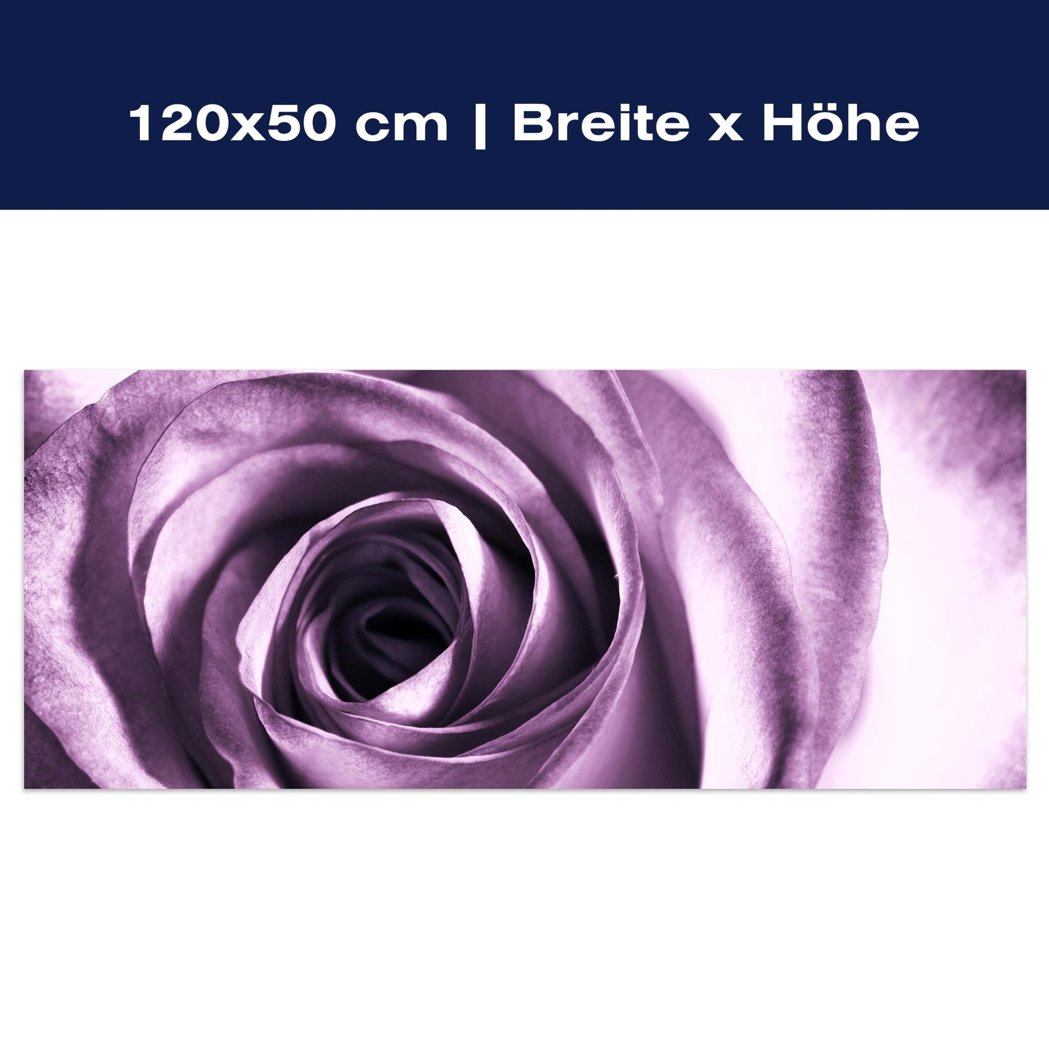 Leinwandbild violette Rose M0051 Leinwandbild violette Rose M0051