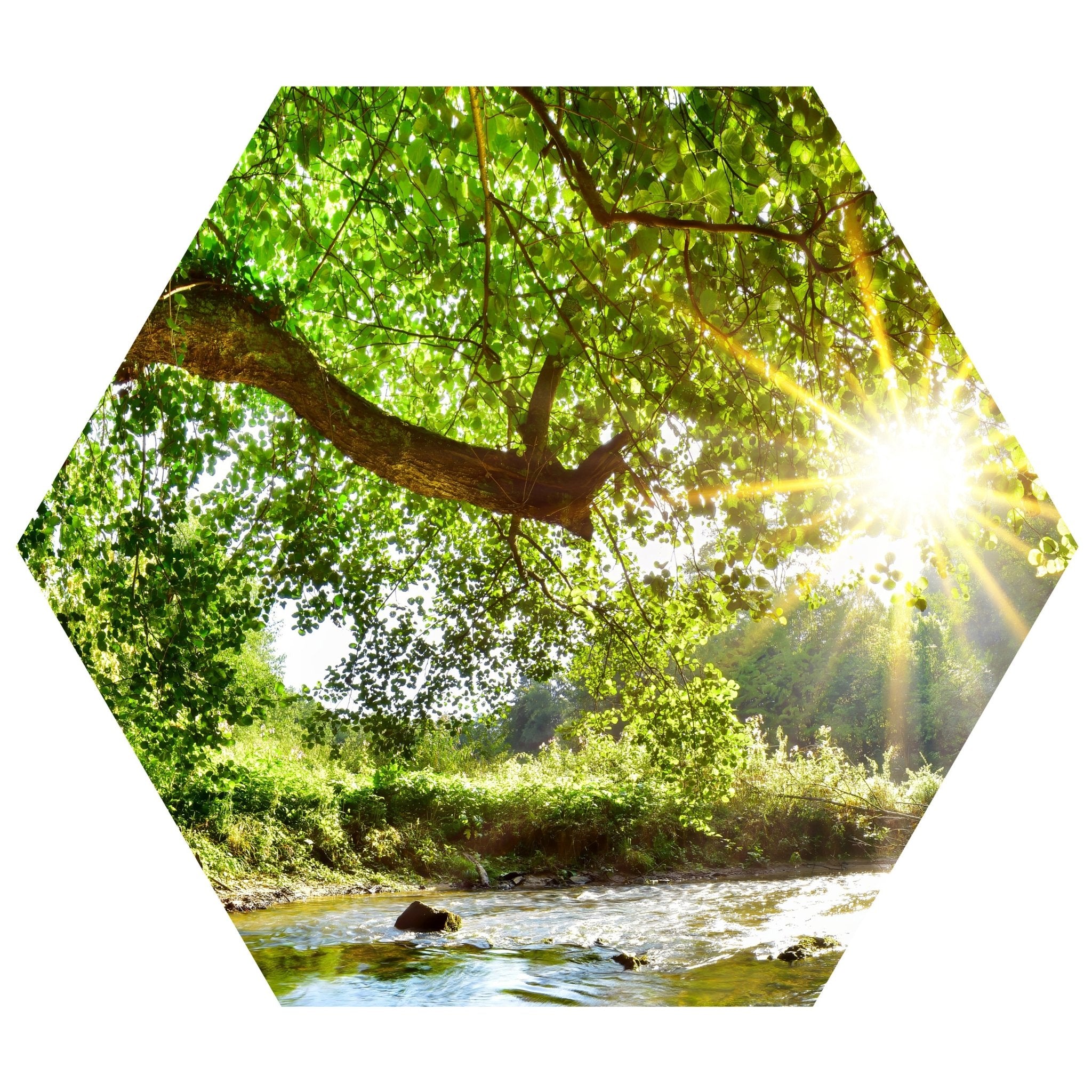 Hexagon-Fototapete Wald mit Fluss M0061 - Bild 11 Hexagon-Fototapete Wald mit Fluss M0061 - Bild 11
