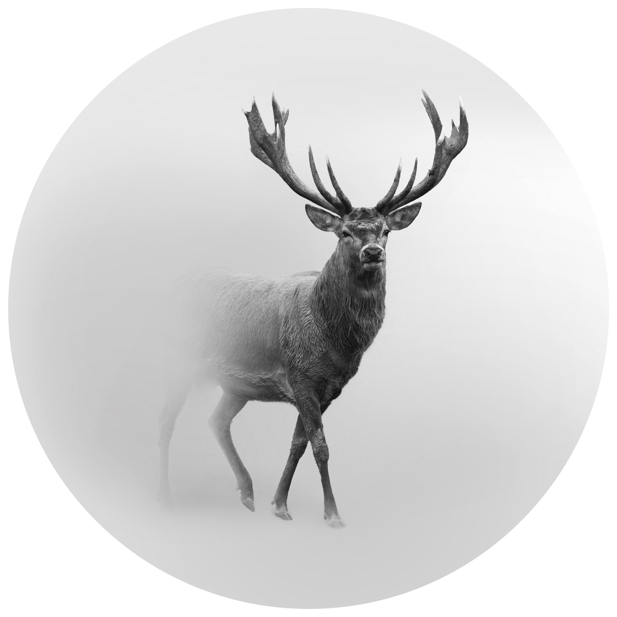 Runde Fototapete Hirsch im Nebel M0064 - Bild 11 Runde Fototapete Hirsch im Nebel M0064 - Bild 11