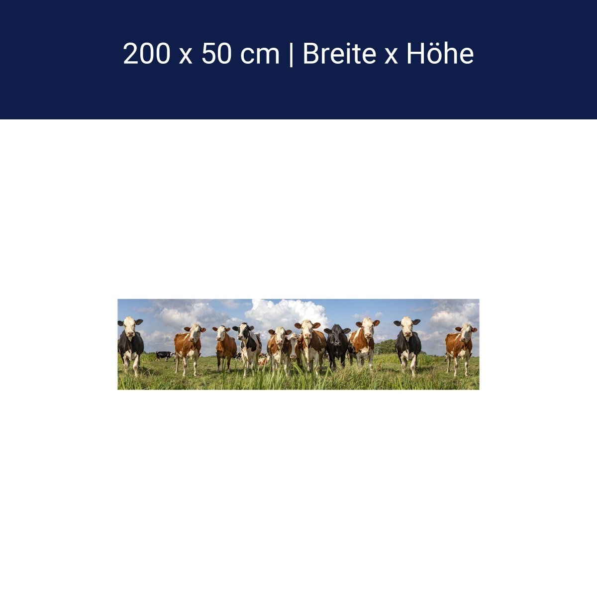 Panorama-Fototapete Kühe auf der Weide M0131 Panorama-Fototapete Kühe auf der Weide M0131