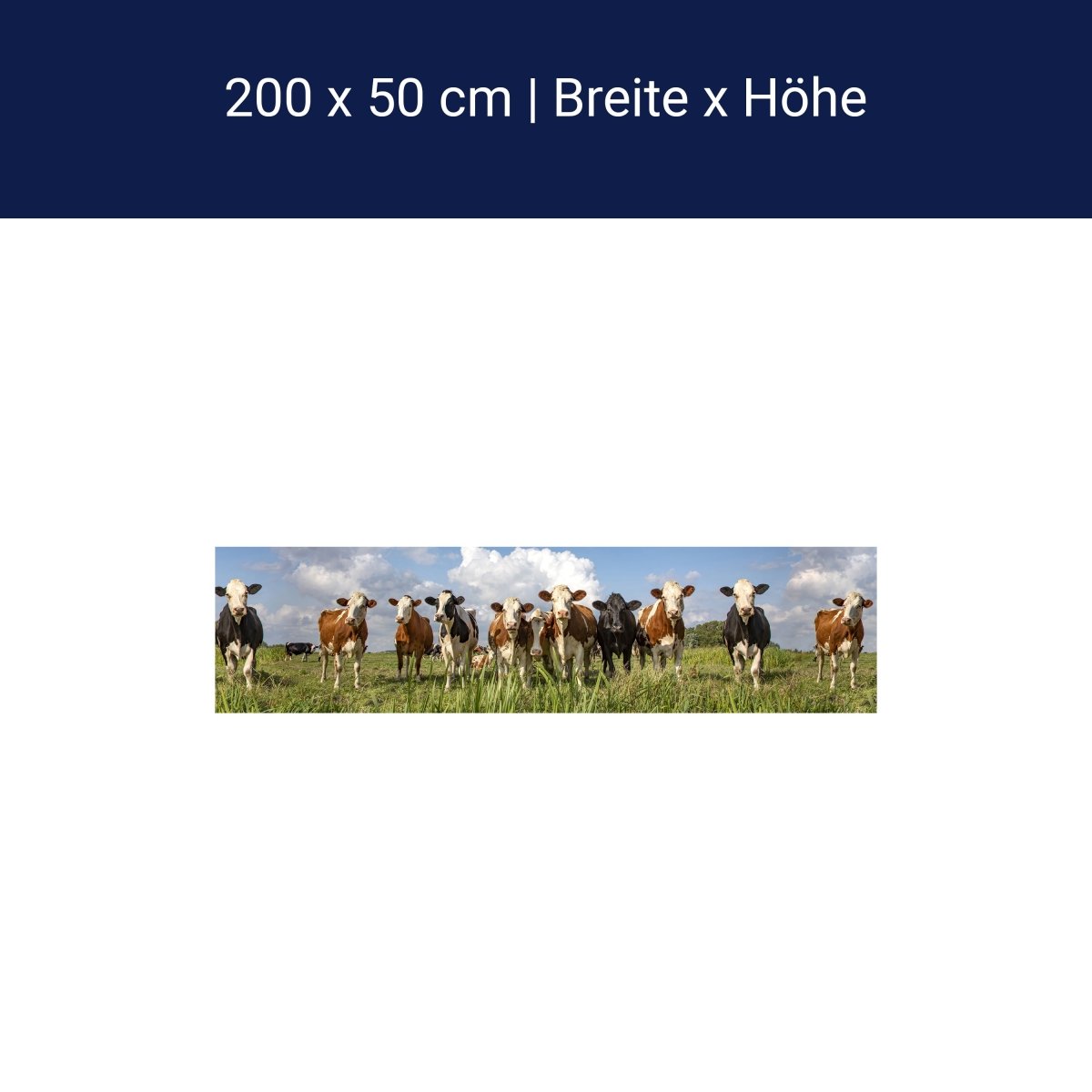 Panorama-Fototapete Kühe auf der Weide M0131