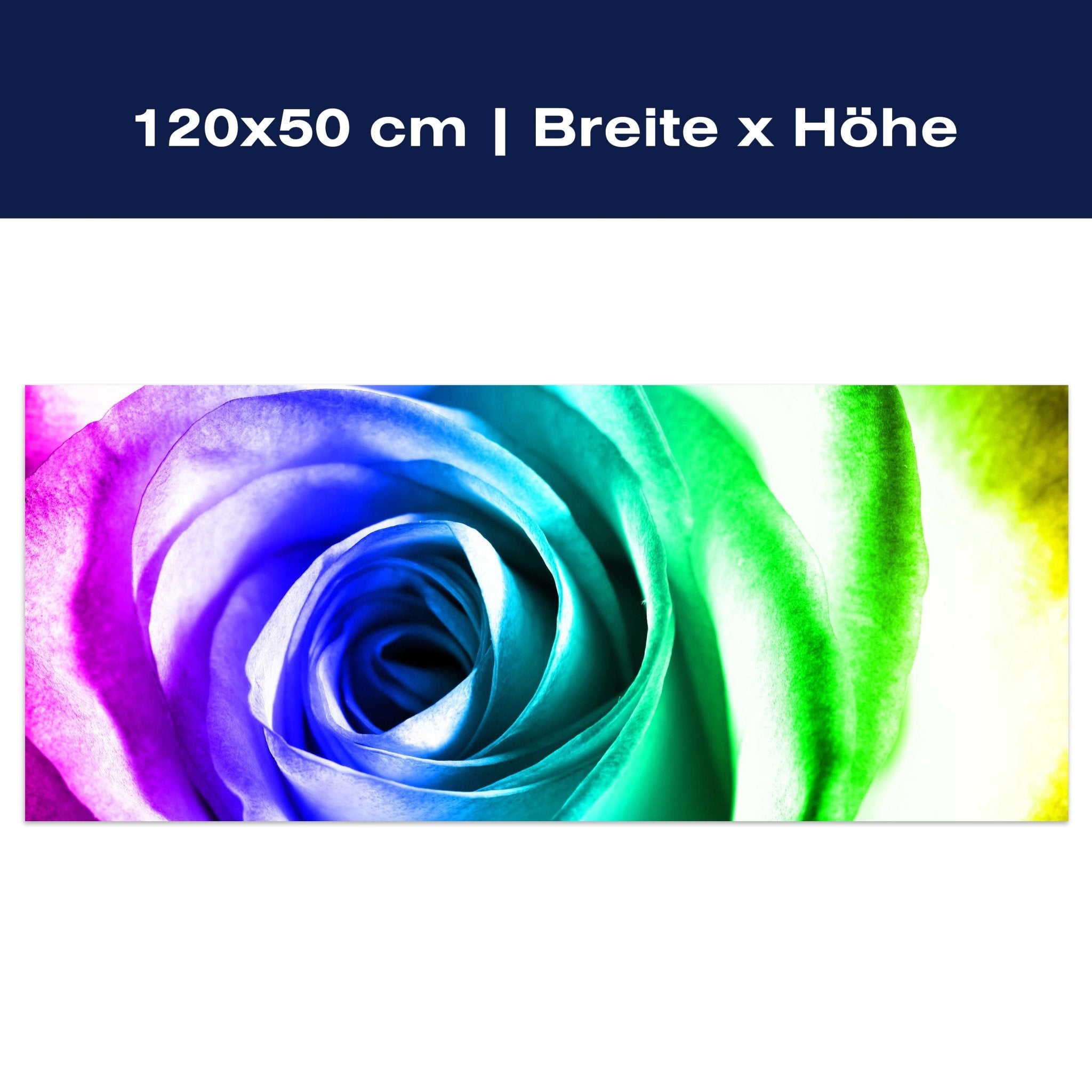 Leinwandbild Regenbogenrose Blüte M0230 Leinwandbild Regenbogenrose Blüte M0230