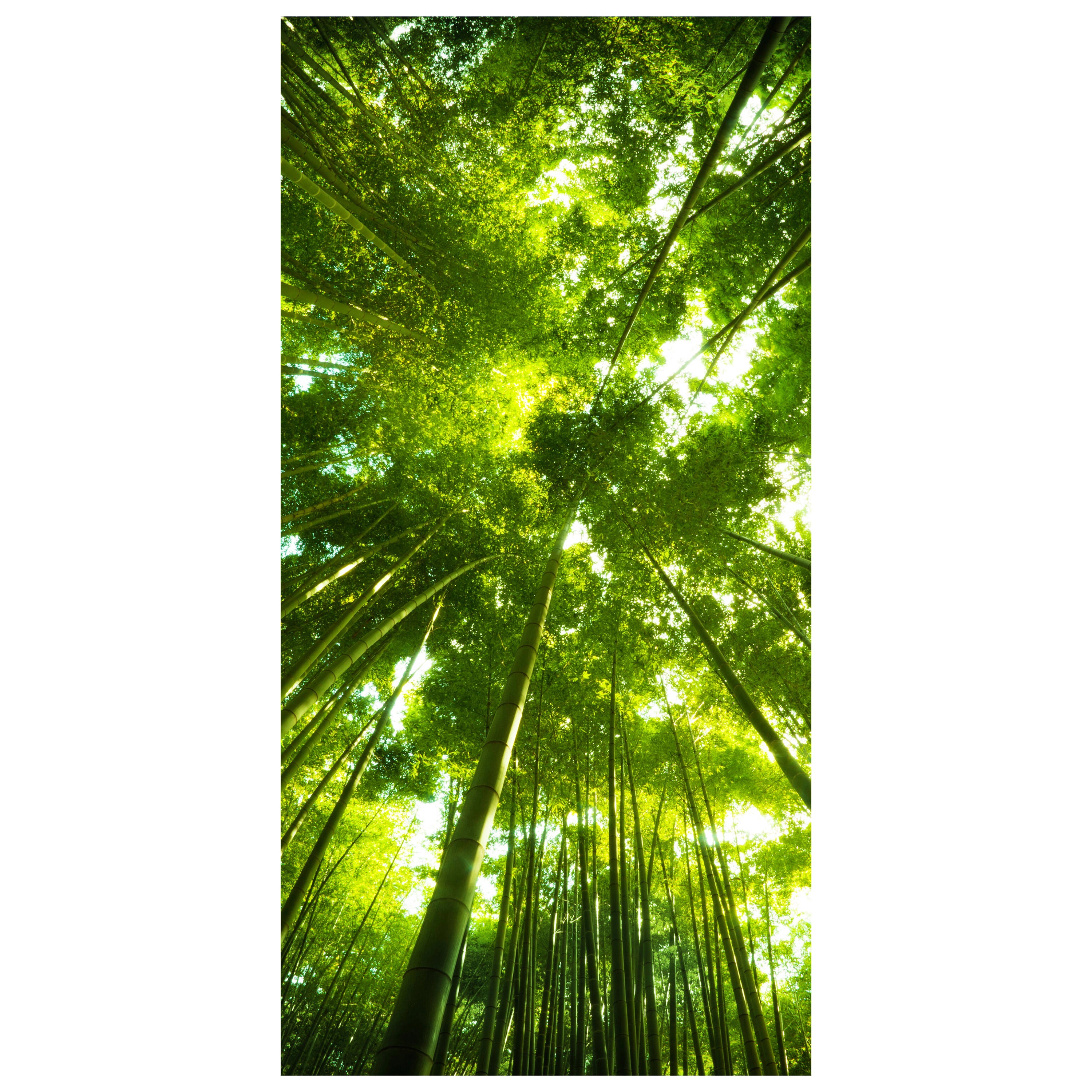 Türtapete Bambus Wald M0338 - Bild 2 Türtapete Bambus Wald M0338 - Bild 2