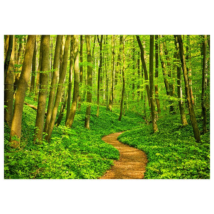 Fototapete Waldweg Natur M0345 - Bild 2 Fototapete Waldweg Natur M0345 - Bild 2