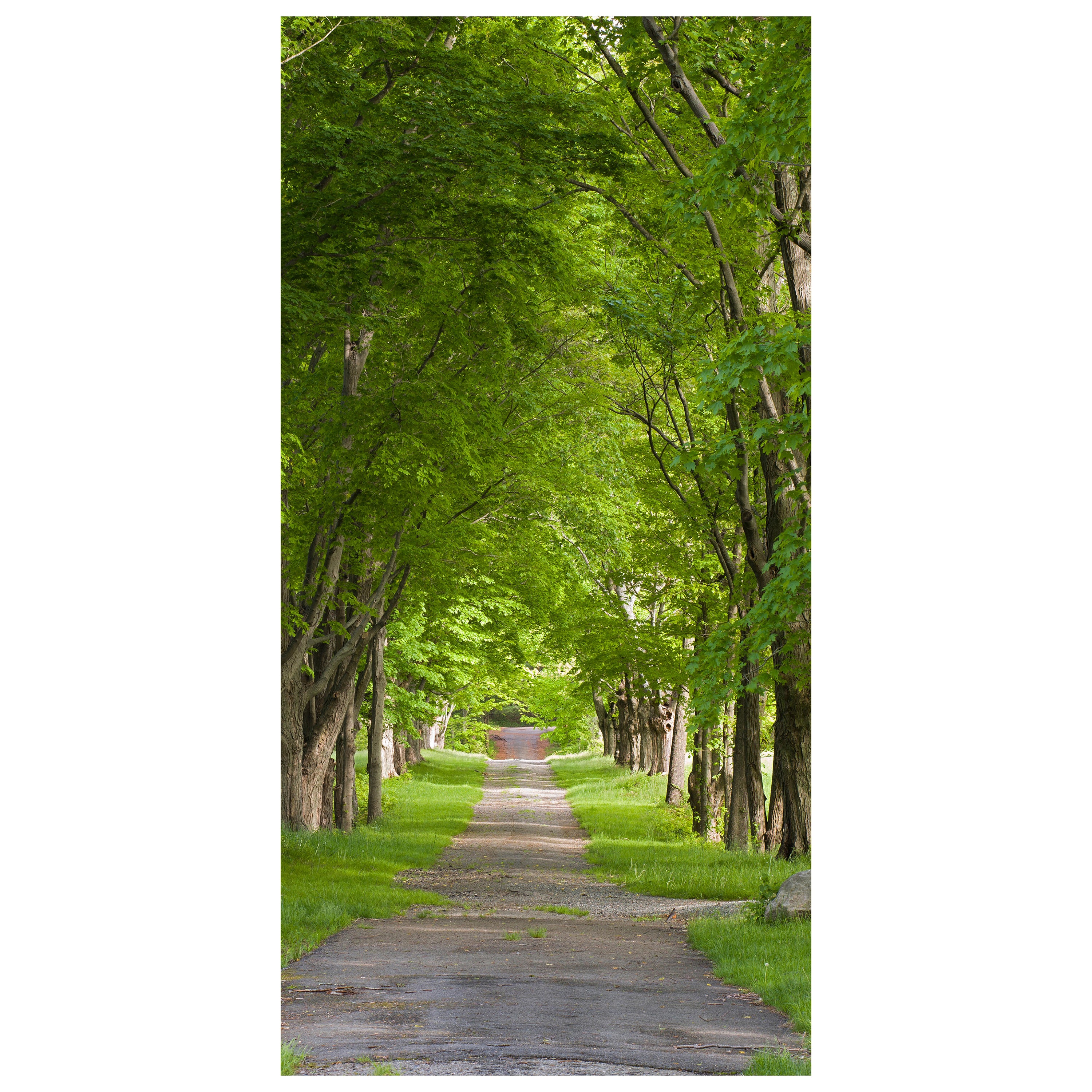 Türtapete Sommerallee M0357 - Bild 2 Türtapete Sommerallee M0357 - Bild 2