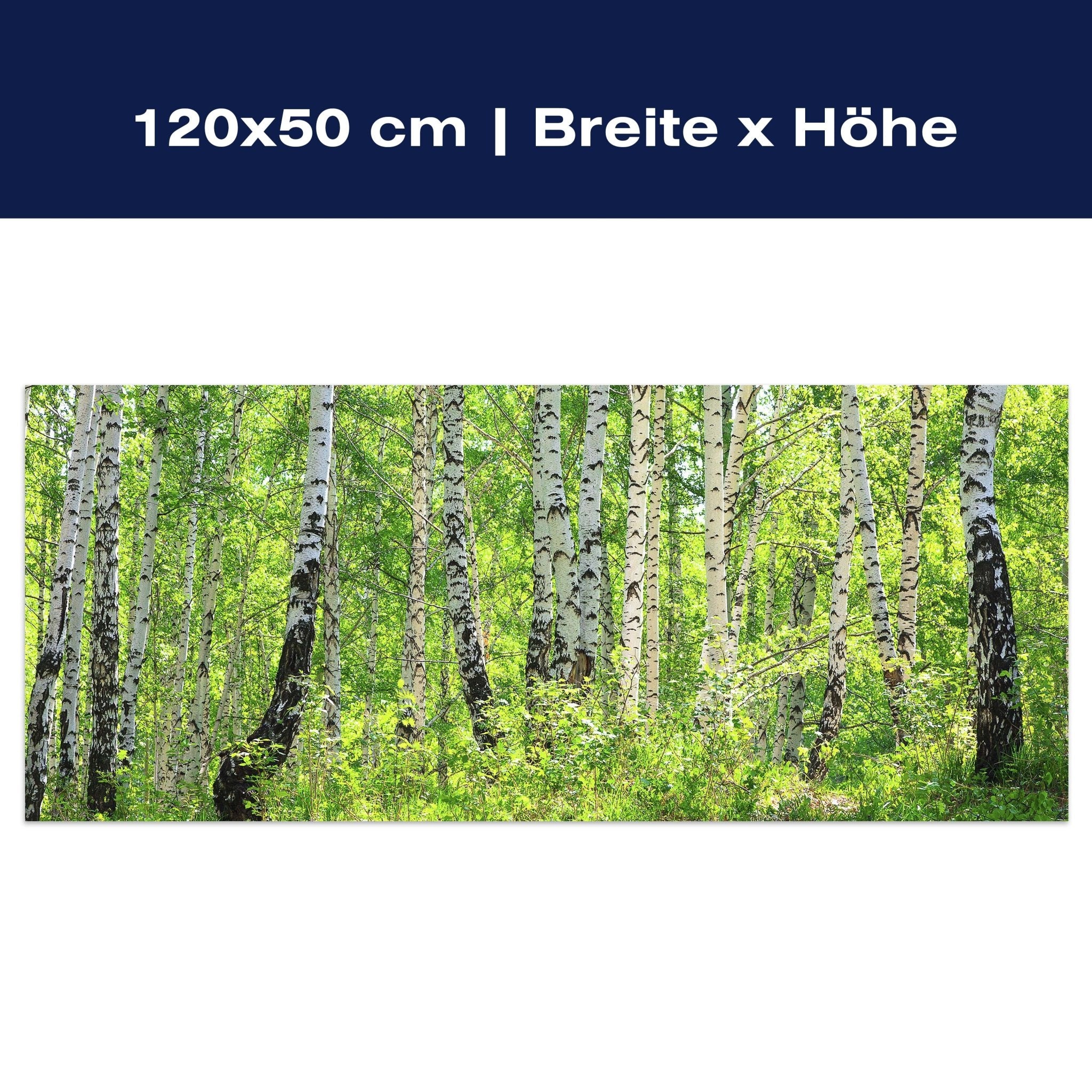 Leinwandbild Birkenwald M0363 Leinwandbild Birkenwald M0363