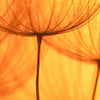 Küchenrückwand Pusteblume Orange M0390