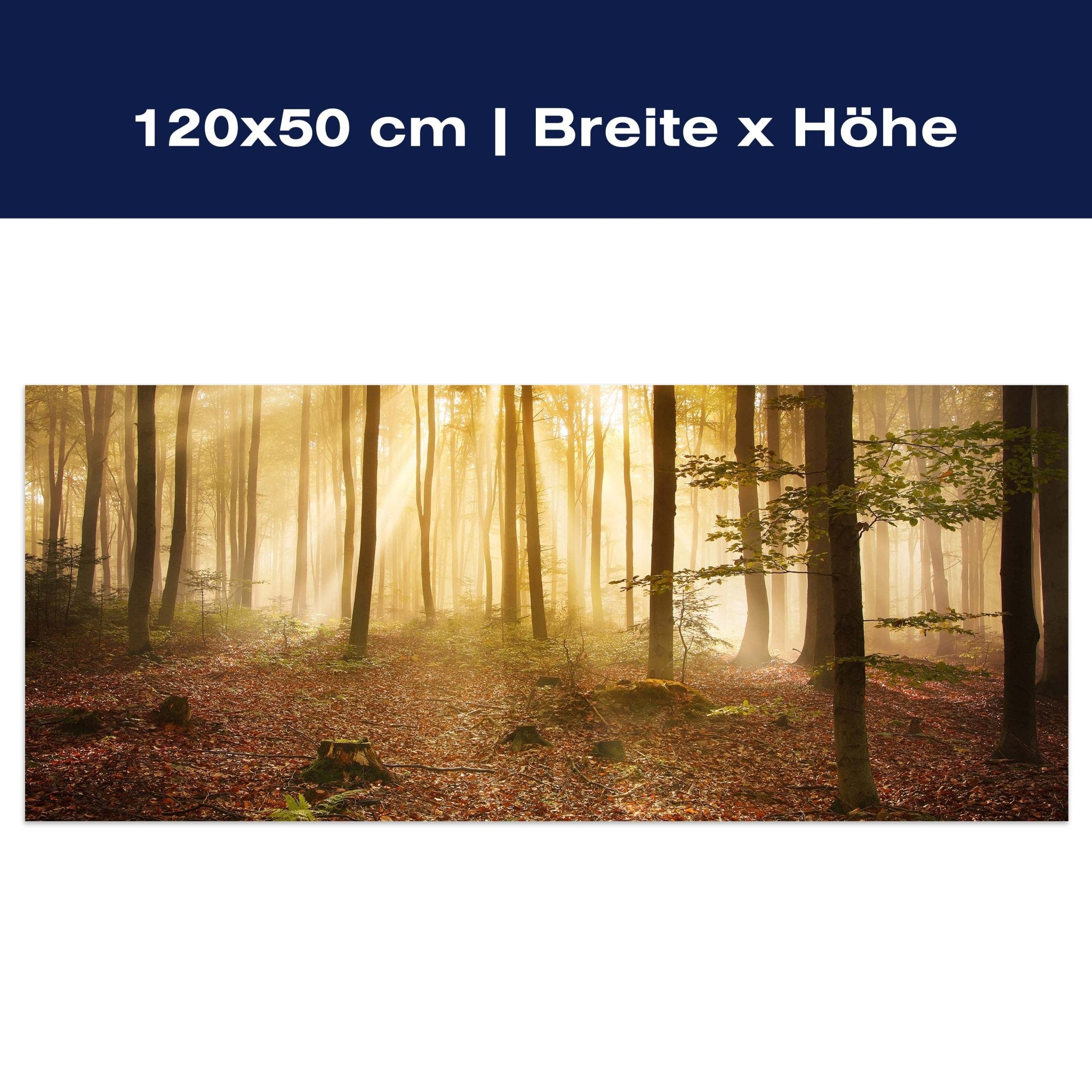 Leinwandbild Wald am Morgen M0391 Leinwandbild Wald am Morgen M0391