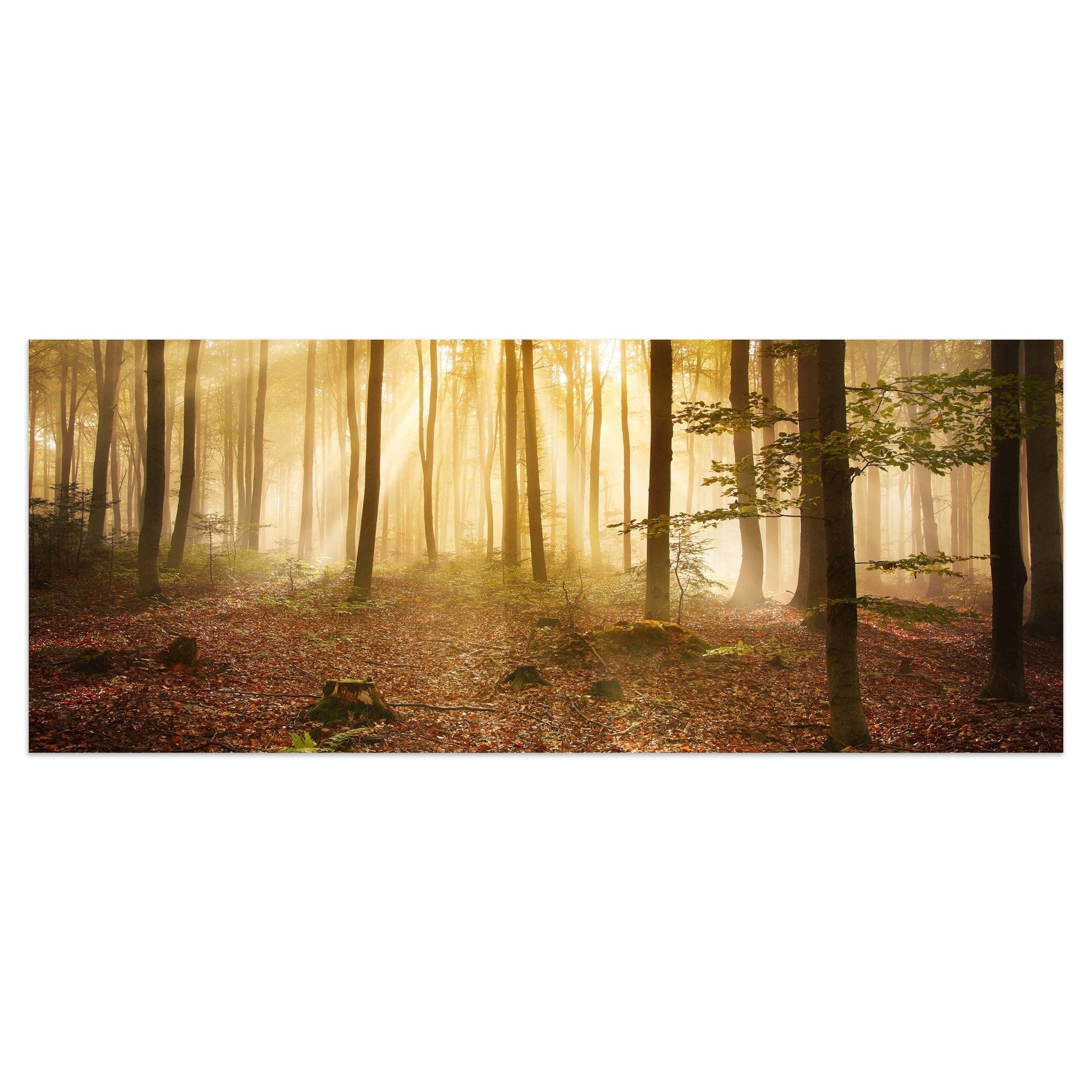 Leinwandbild Wald am Morgen M0391 kaufen - Bild 1