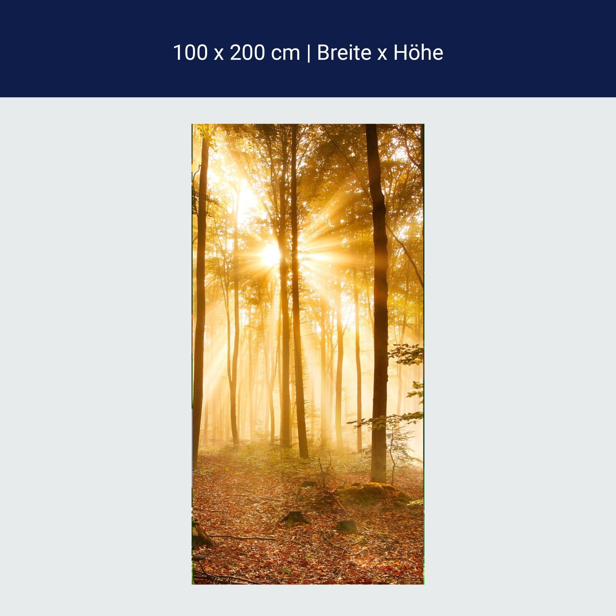 Türtapete Wald am Morgen M0391 Türtapete Wald am Morgen M0391