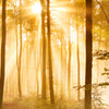 Türtapete Wald am Morgen M0391