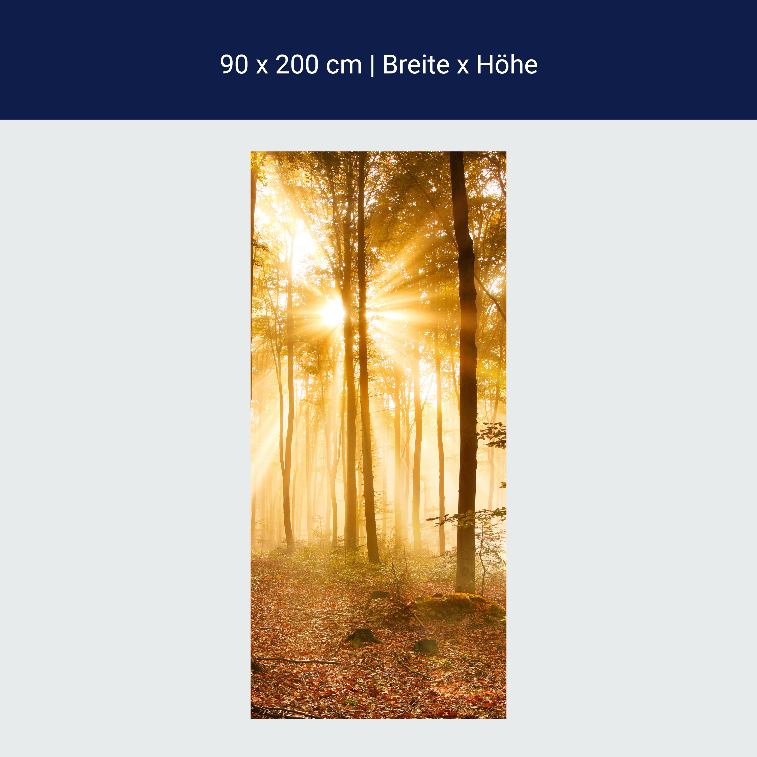 Türtapete Wald am Morgen M0391 Türtapete Wald am Morgen M0391