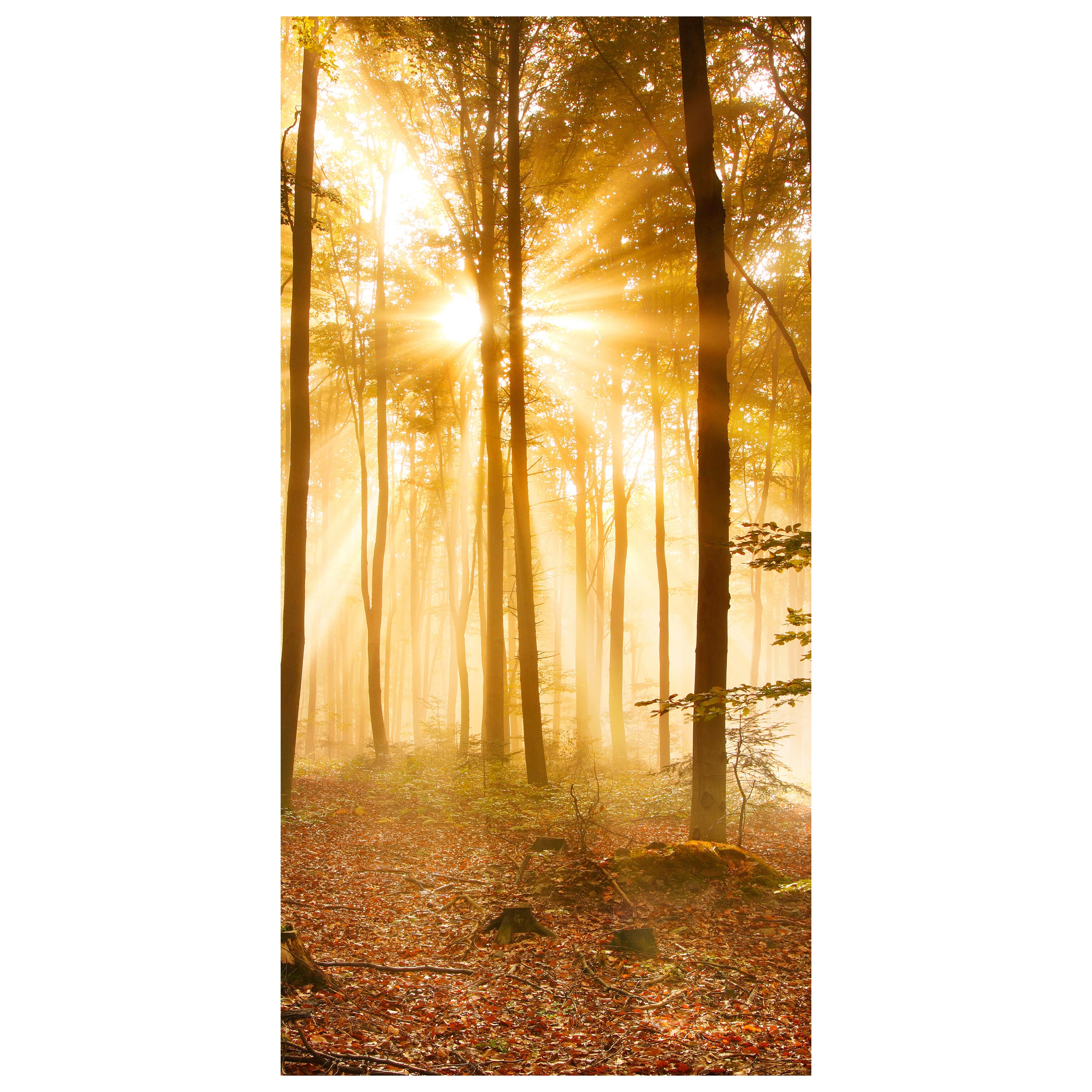 Türtapete Wald am Morgen M0391 - Bild 2 Türtapete Wald am Morgen M0391 - Bild 2