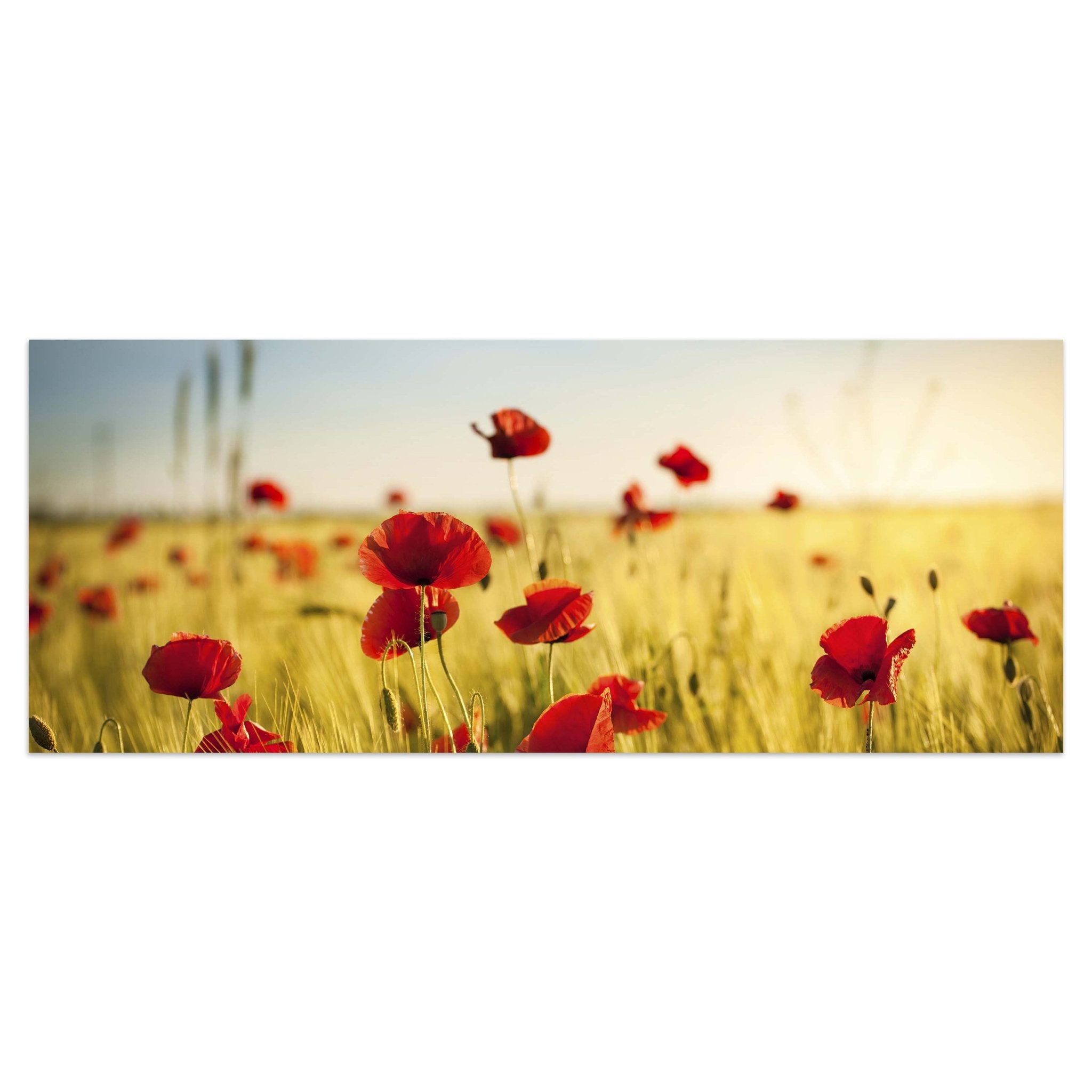 Leinwandbild Kornfeld mit Mohnblumen M0398 kaufen - Bild 1 Leinwandbild Kornfeld mit Mohnblumen M0398 kaufen - Bild 1