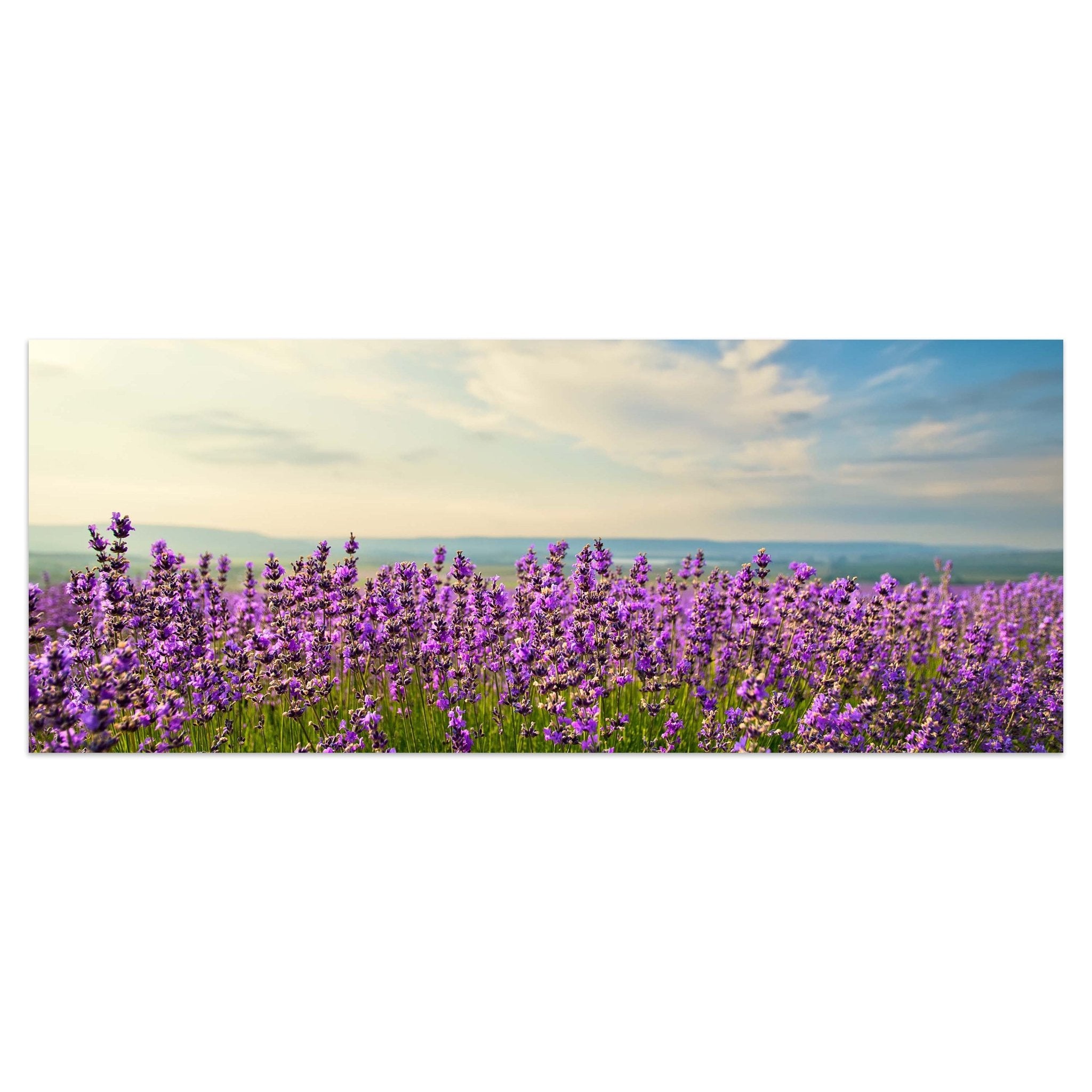 Leinwandbild Lavendel M0411 kaufen - Bild 1