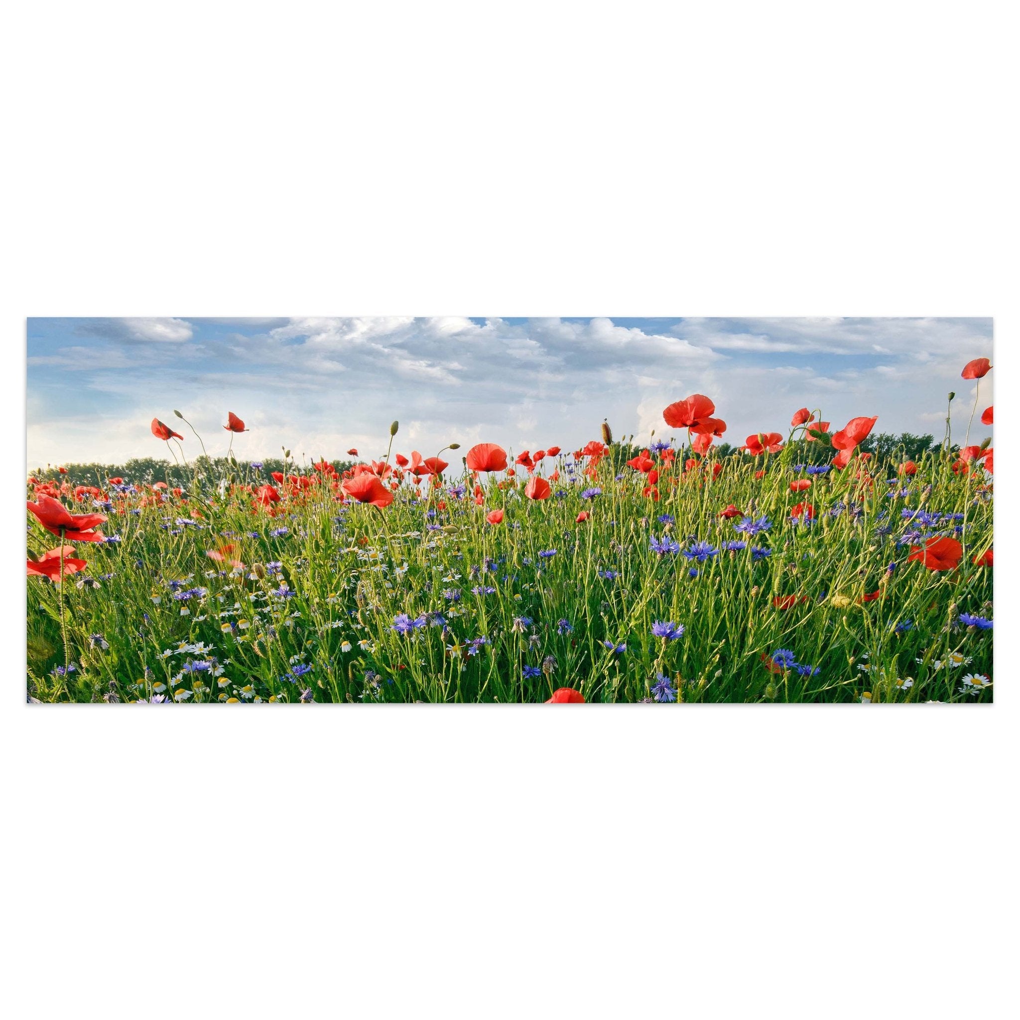 Leinwandbild Blumenwiese M0493 kaufen - Bild 1