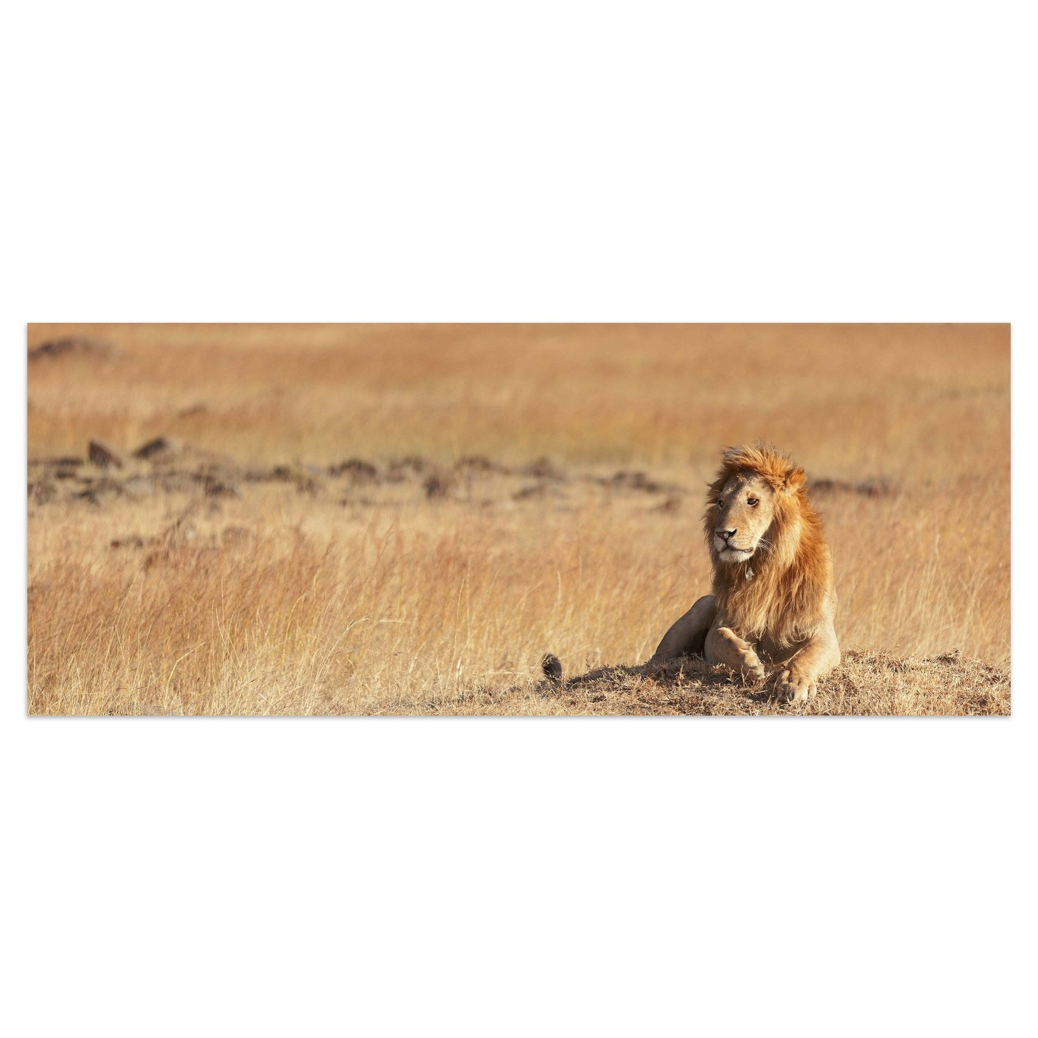 Leinwandbild König der Savanne M0515 kaufen - Bild 1