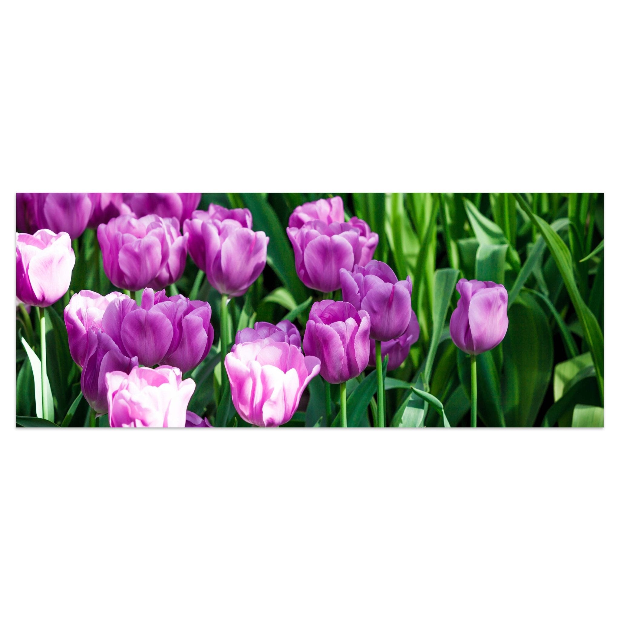 Leinwandbild Blütenblatt M0554 kaufen - Bild 1 Leinwandbild Blütenblatt M0554 kaufen - Bild 1