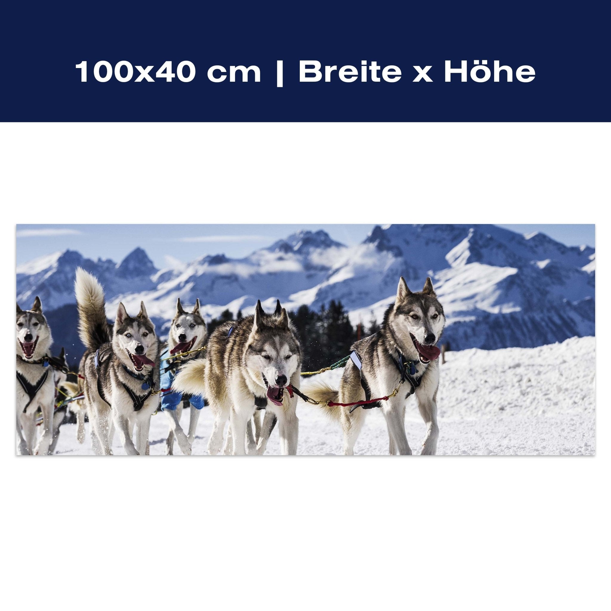 Leinwandbild Schlittenhunde in Speed Racing M0559 Leinwandbild Schlittenhunde in Speed Racing M0559