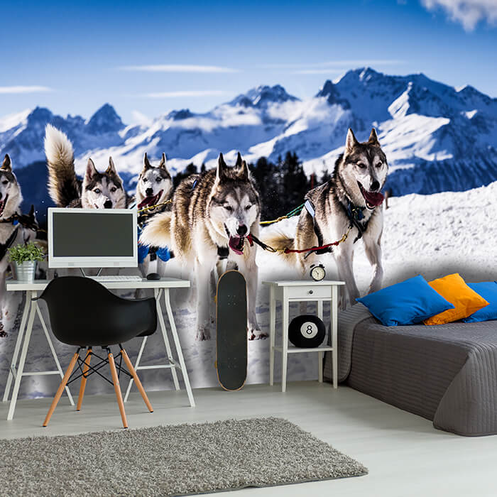 Fototapete Schlittenhunde in Speed Racing M0559 - Bild 1 Fototapete Schlittenhunde in Speed Racing M0559 - Bild 1