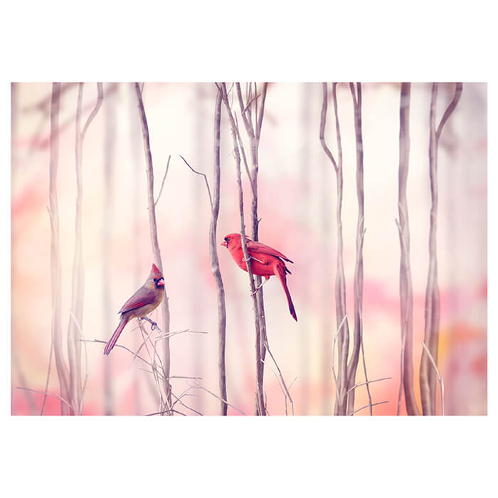 Fototapete Vögel Kardinal Wald M0718 - Bild 2 Fototapete Vögel Kardinal Wald M0718 - Bild 2