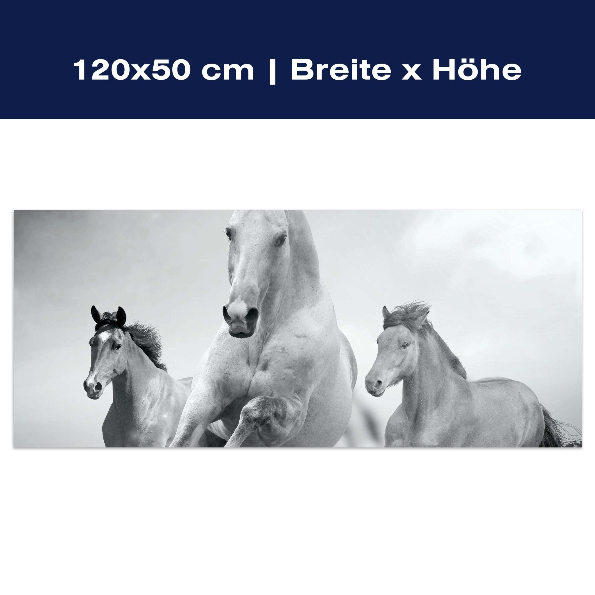 Leinwandbild Pferde laufen in Weiß und Schwarz M0945