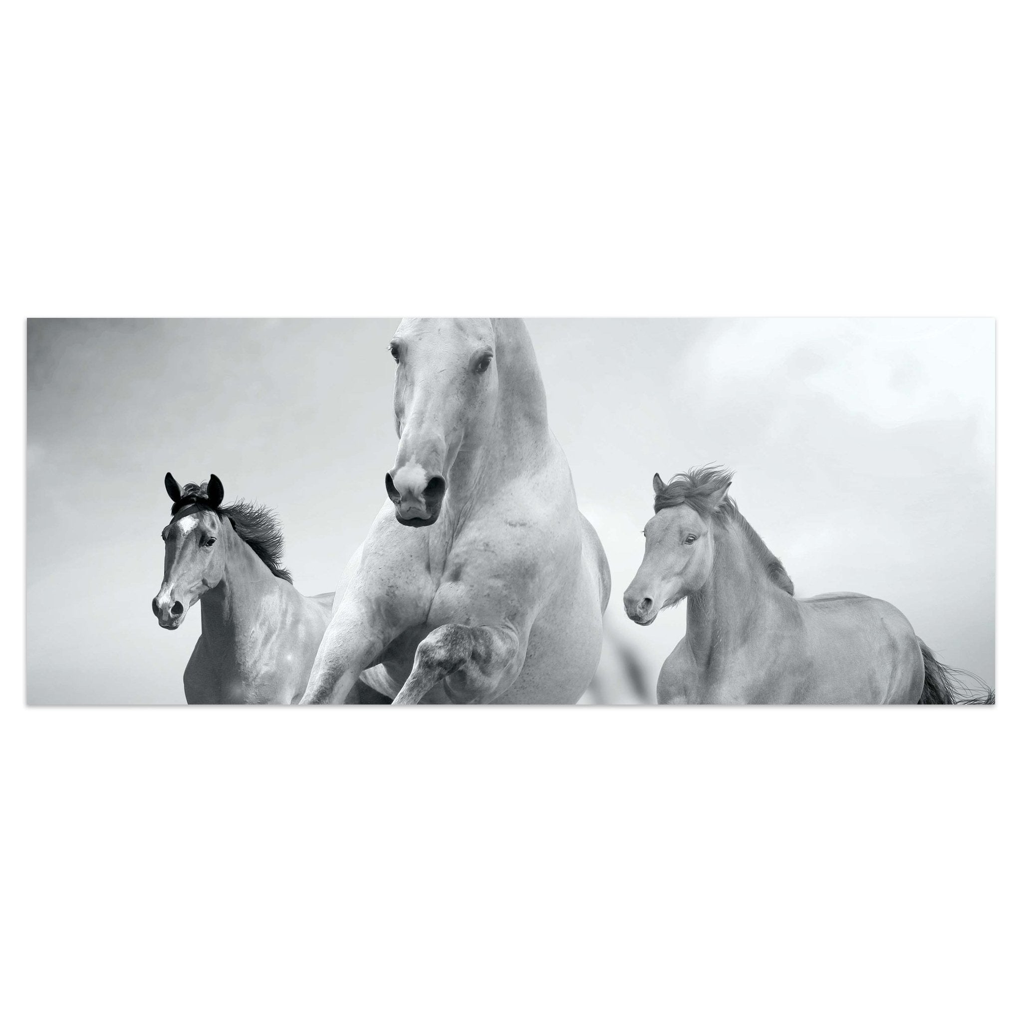 Leinwandbild Pferde laufen in Weiß und Schwarz M0945 kaufen - Bild 1