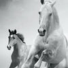 Türtapete Pferde laufen in Weiß und Schwarz M0945
