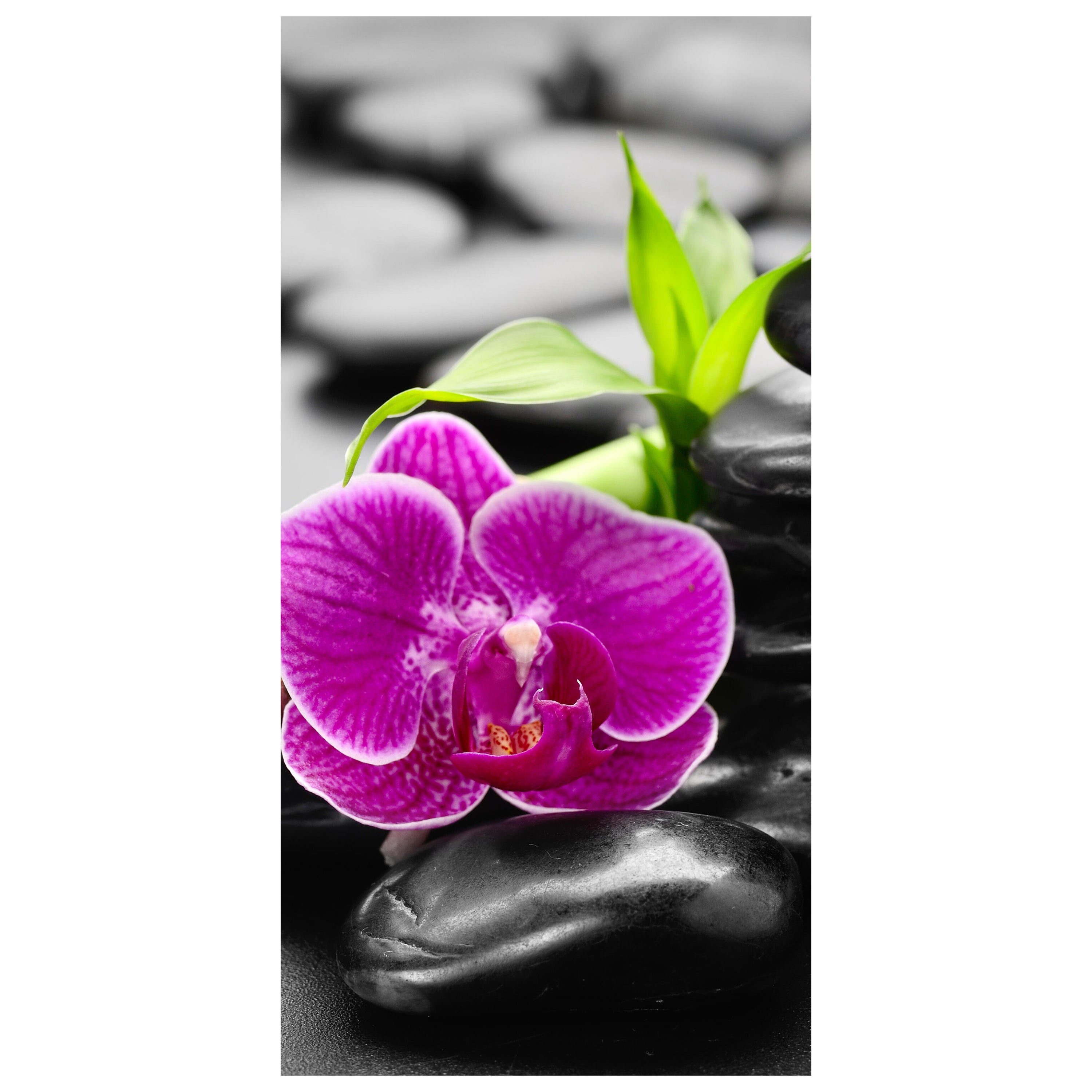 Türtapete Zen Basaltsteine und Orchidee M0954 - Bild 2 Türtapete Zen Basaltsteine und Orchidee M0954 - Bild 2