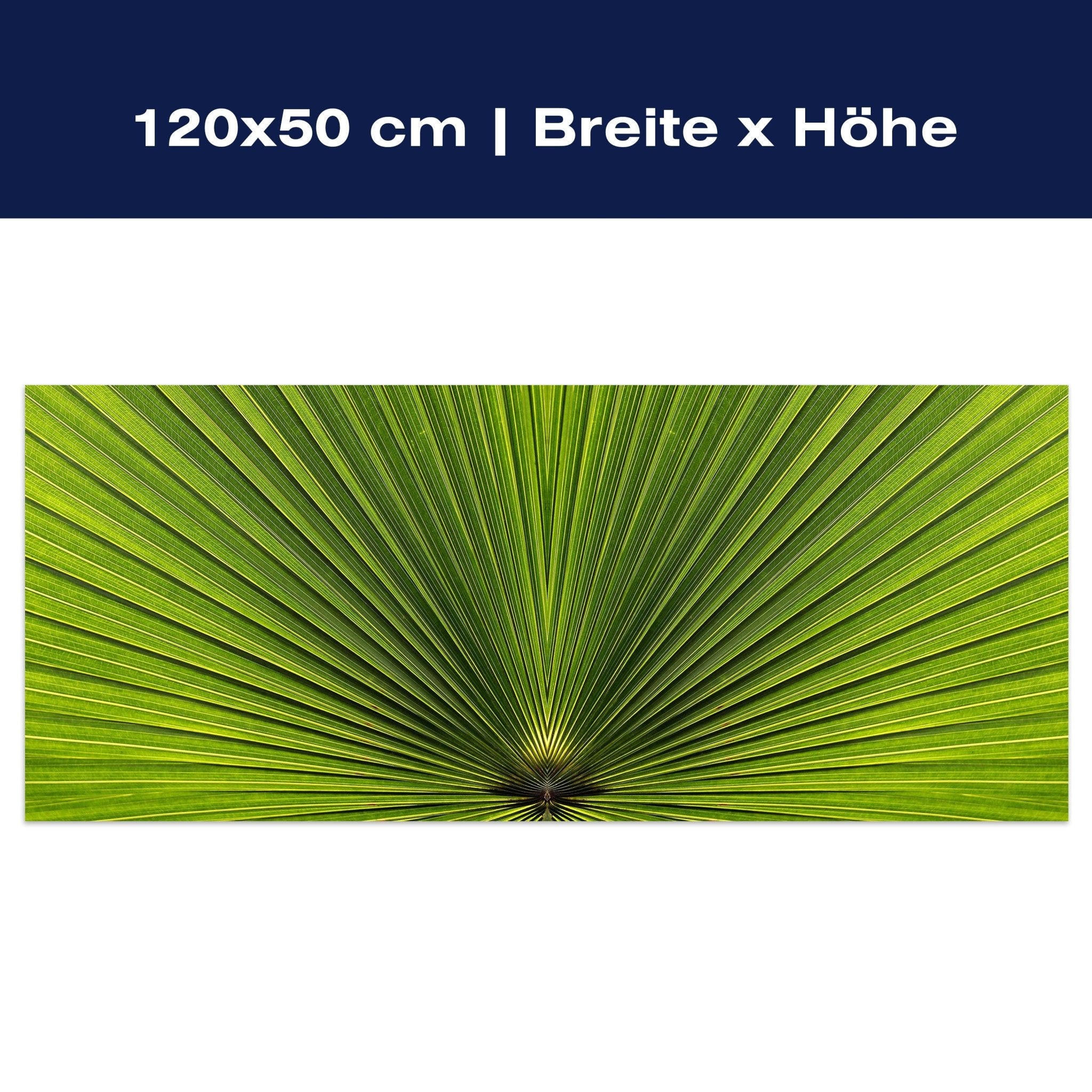 Leinwandbild Palmblatt Nahaufnahme M1003 Leinwandbild Palmblatt Nahaufnahme M1003