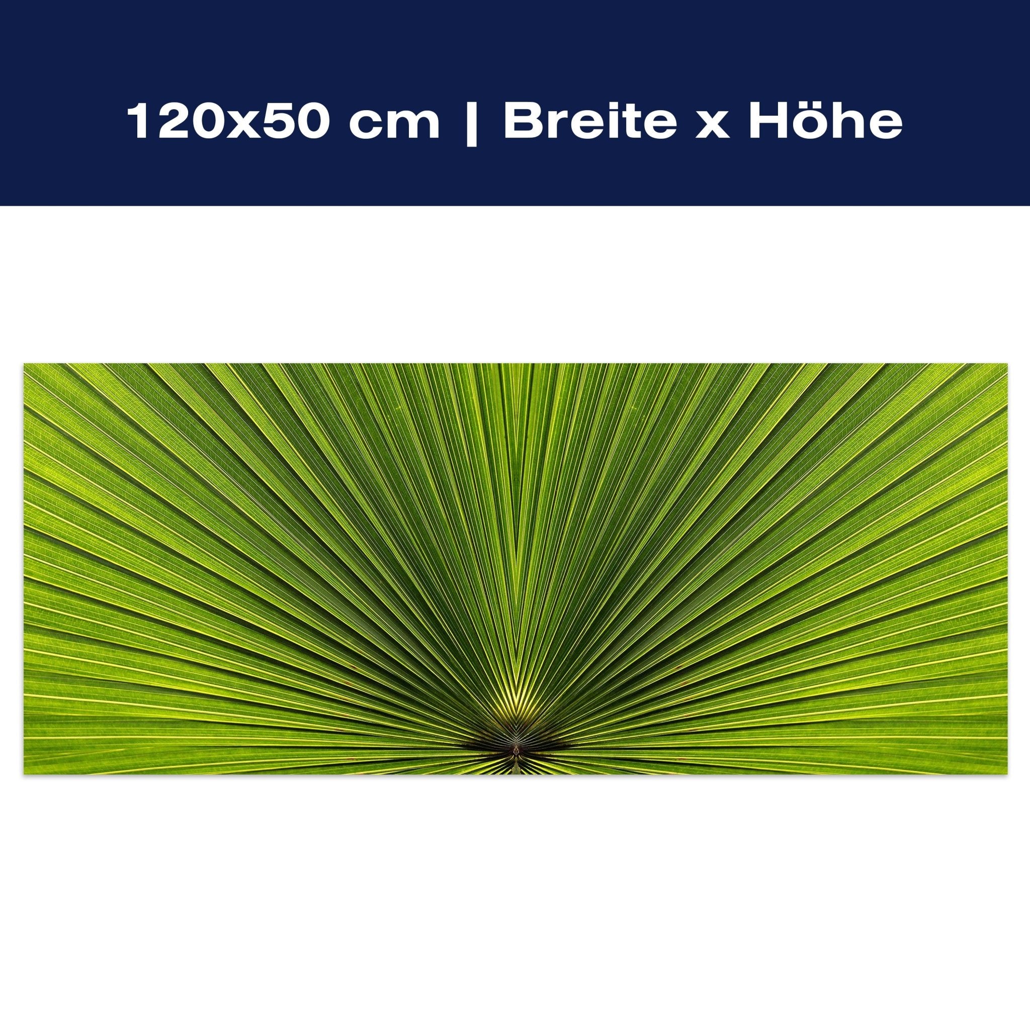 Leinwandbild Palmblatt Nahaufnahme M1003