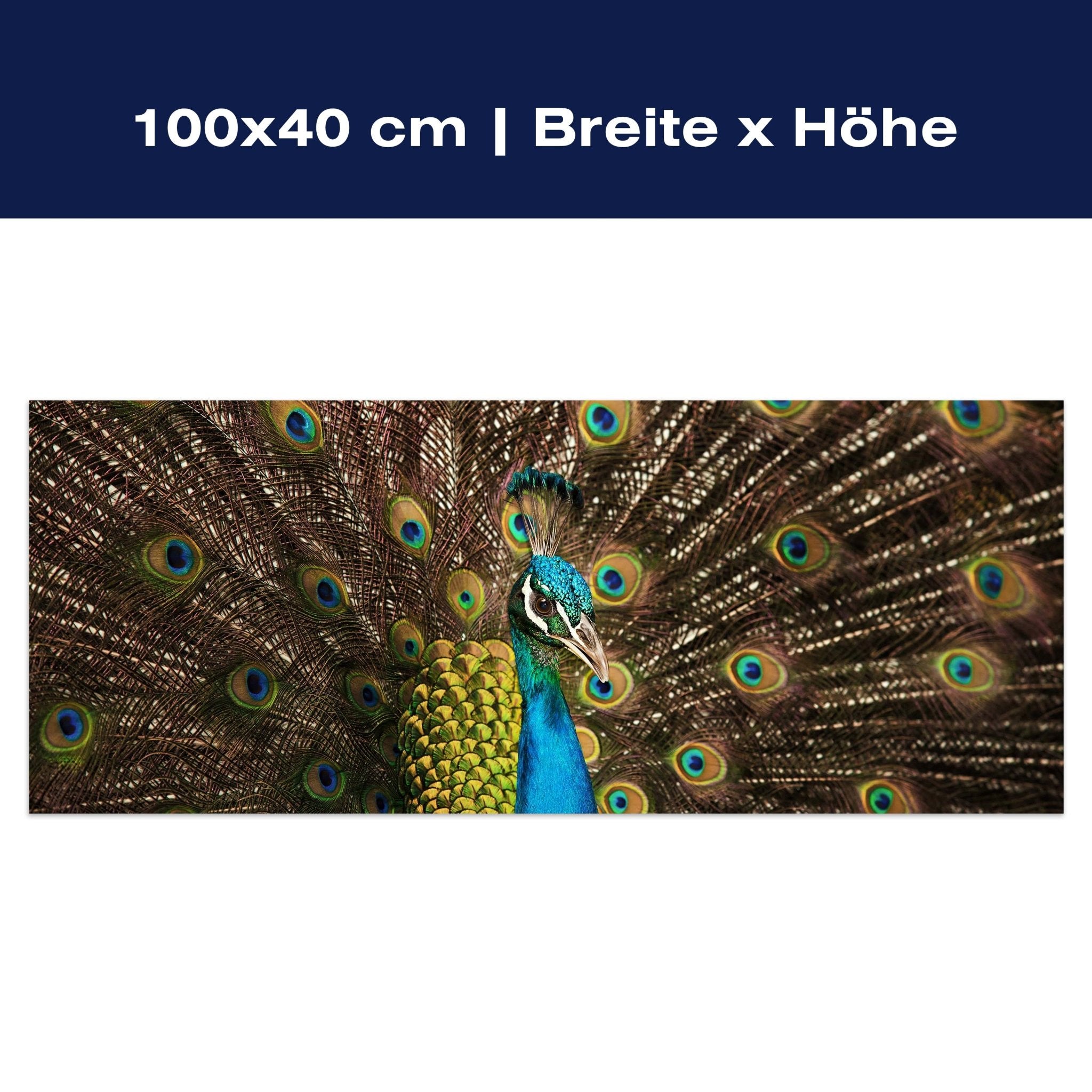 Leinwandbild schöner Pfau M1005 Leinwandbild schöner Pfau M1005