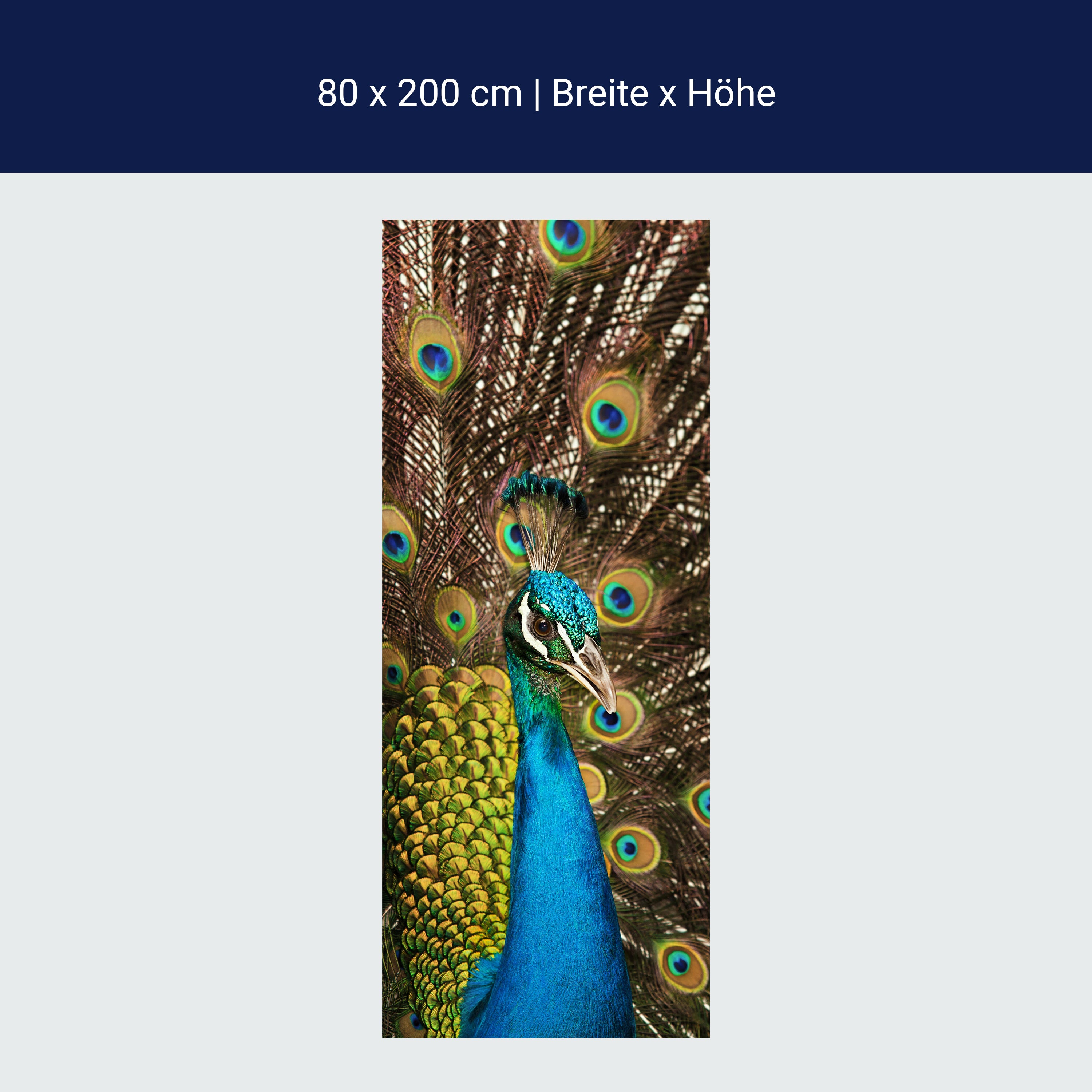 Türtapete schöner Pfau M1005 Türtapete schöner Pfau M1005