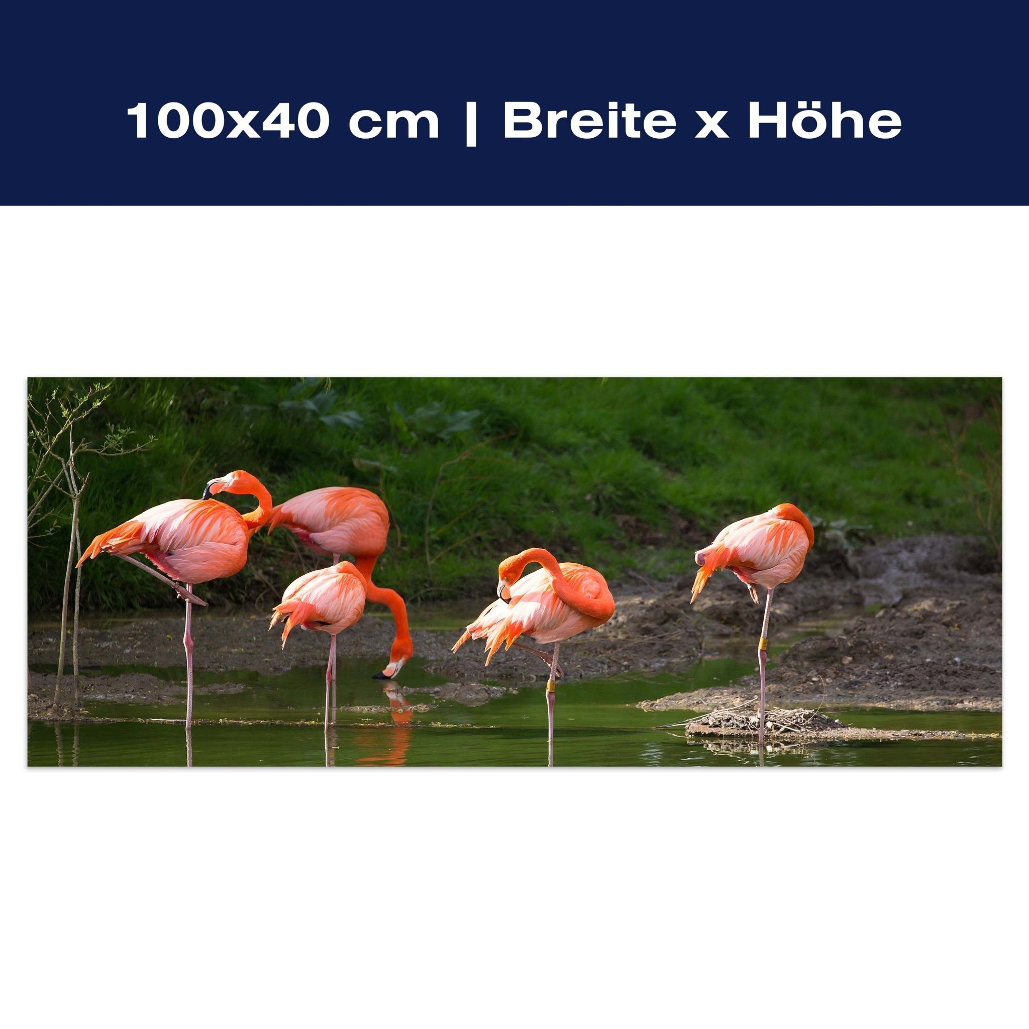 Leinwandbild Flamingos in einem Pool M1009 Leinwandbild Flamingos in einem Pool M1009