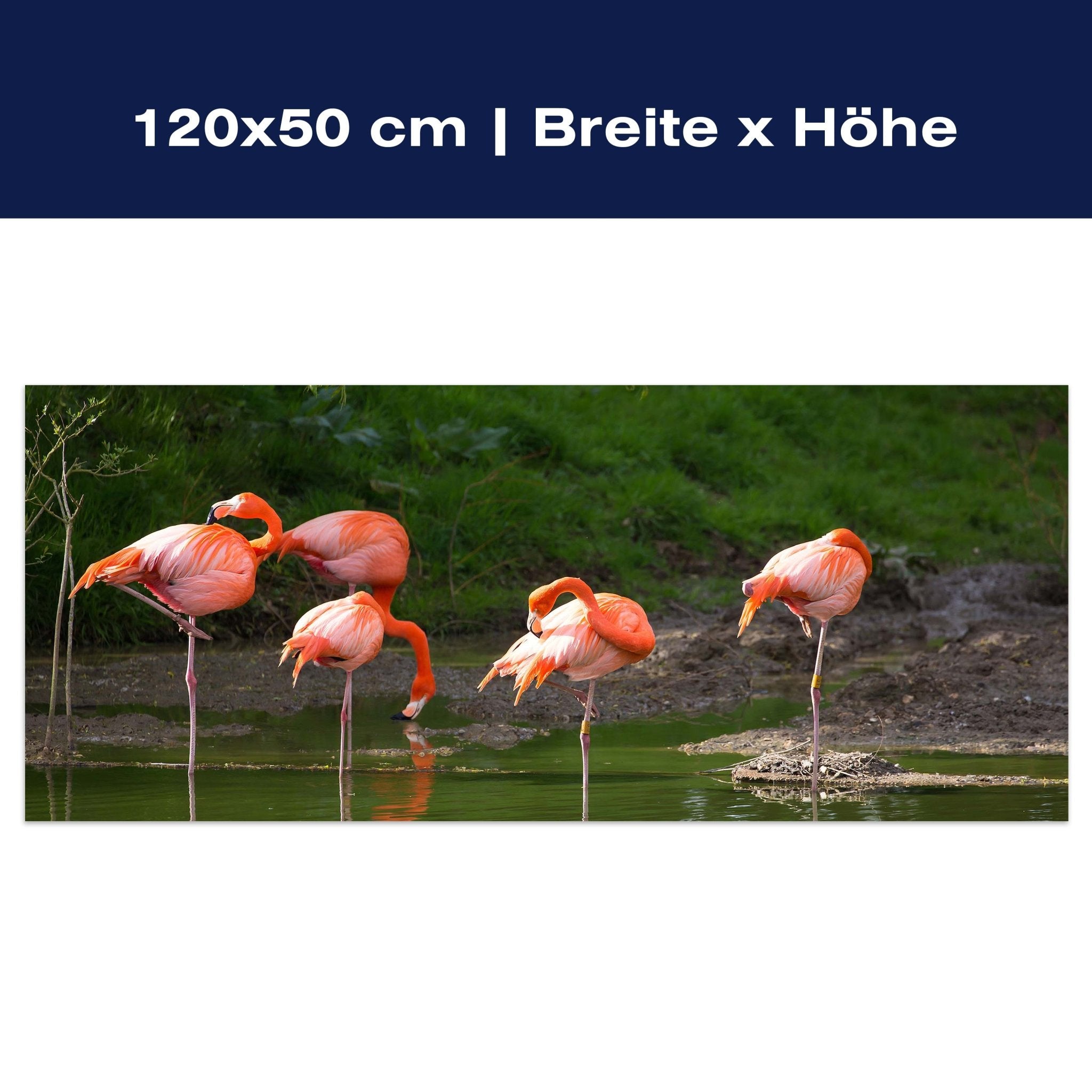 Leinwandbild Flamingos in einem Pool M1009 Leinwandbild Flamingos in einem Pool M1009