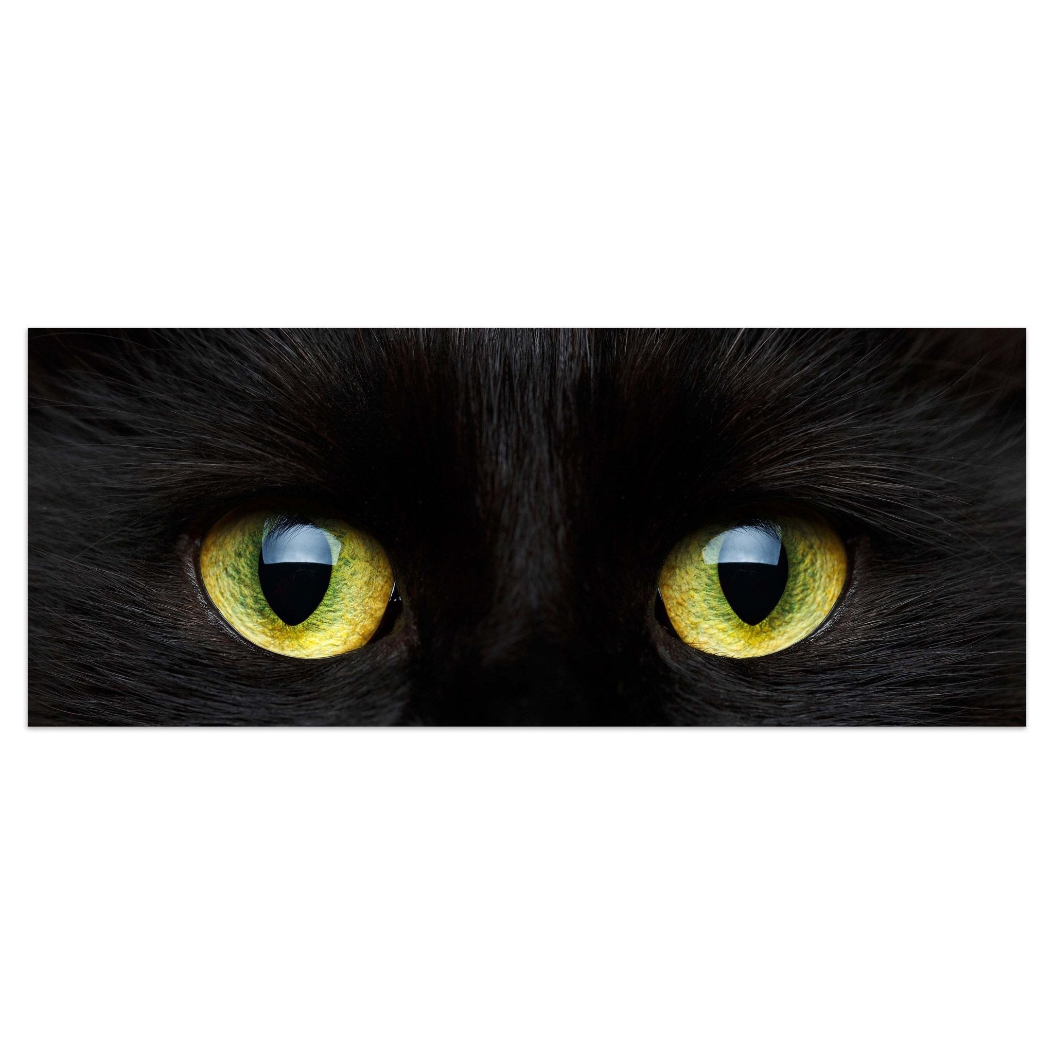 Leinwandbild Nahaufnahme der schwarzen Katze M1013 kaufen - Bild 1