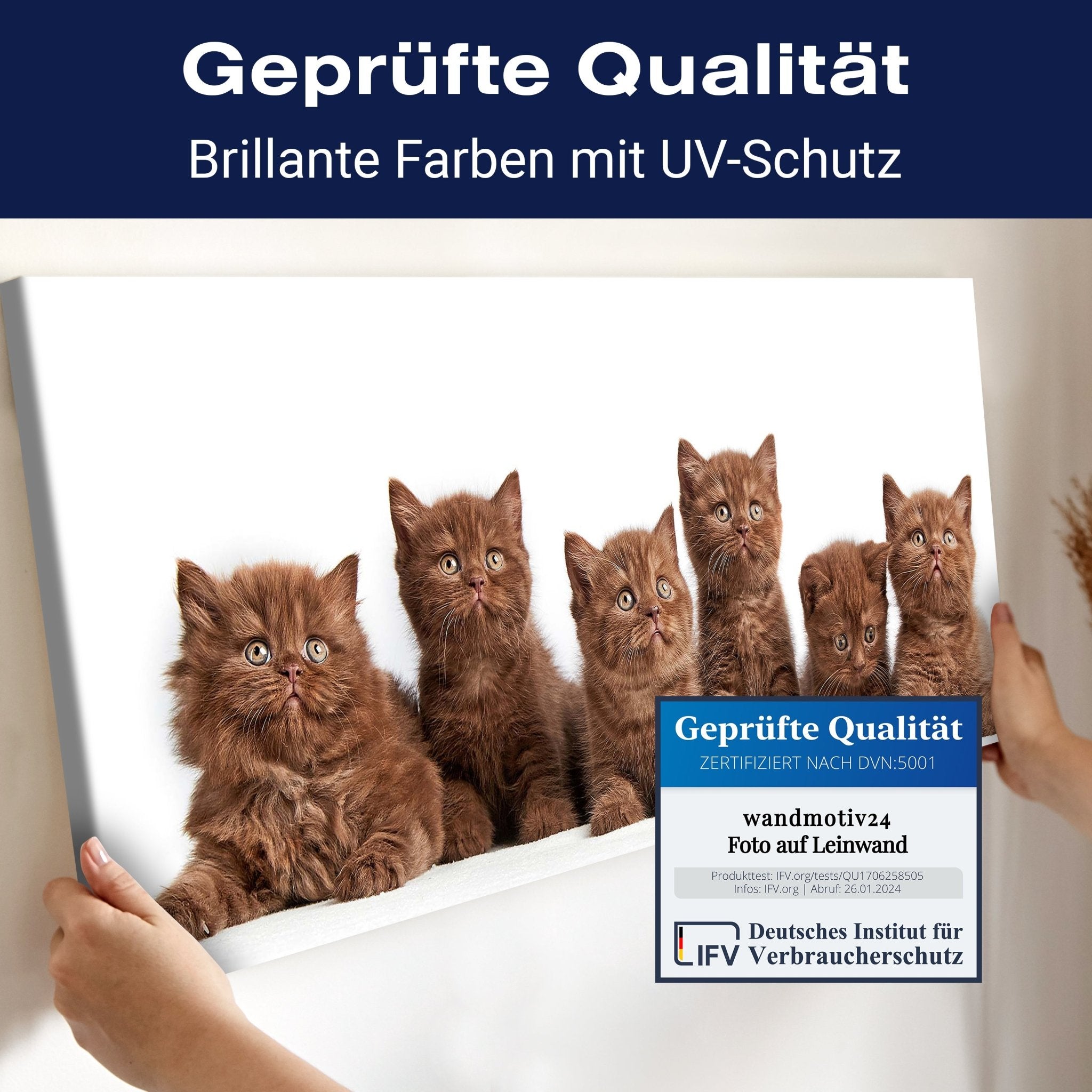 Leinwandbild Portrait von sechs braunen britischen Kätzchen M1022 kaufen - Bild 4 Leinwandbild Portrait von sechs braunen britischen Kätzchen M1022 kaufen - Bild 4